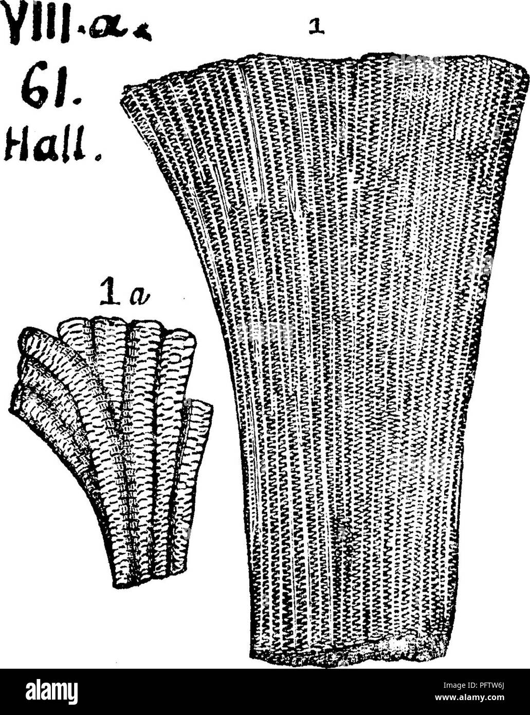 . A dictionary of the fossils of Pennsylvania and neighboring states named in the reports and catalogues of the survey ... Paleontology. M.l^^l ?1.44. Favosites alveolaris. Hal],Geol.of the Fourth or Western District of N. Y. 1843, page 157, fig. 61,1, which has a honeycomb structure; transverse septa in- terrupted ; no visible pores. Fig. 1«, a specimen with larger columns, shows pores on the angles. Williamsville, Erie Co.; Leroy, Genesee Co.; Caledonia. Livingston Co., N. Y. All in Upper Ilelderherg (Onondaga) limestone. (DeBlainville, Man- ual d'Actinologie, 1834.—For synonyms see Miirchis Stock Photo