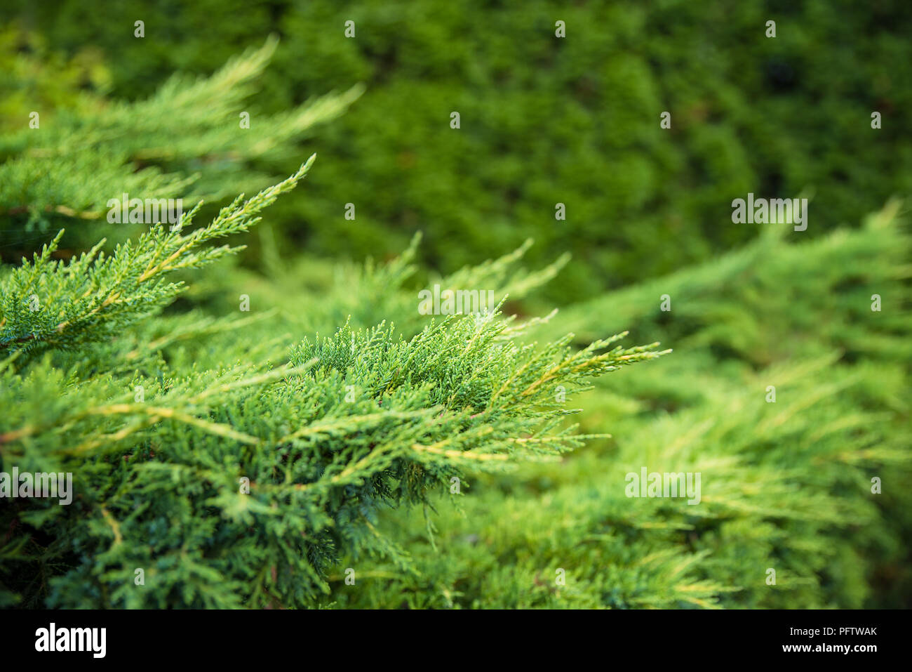 Landscaping, thuja fence, thuja tree branches closeup, background with copyspace for the text Stock Photo