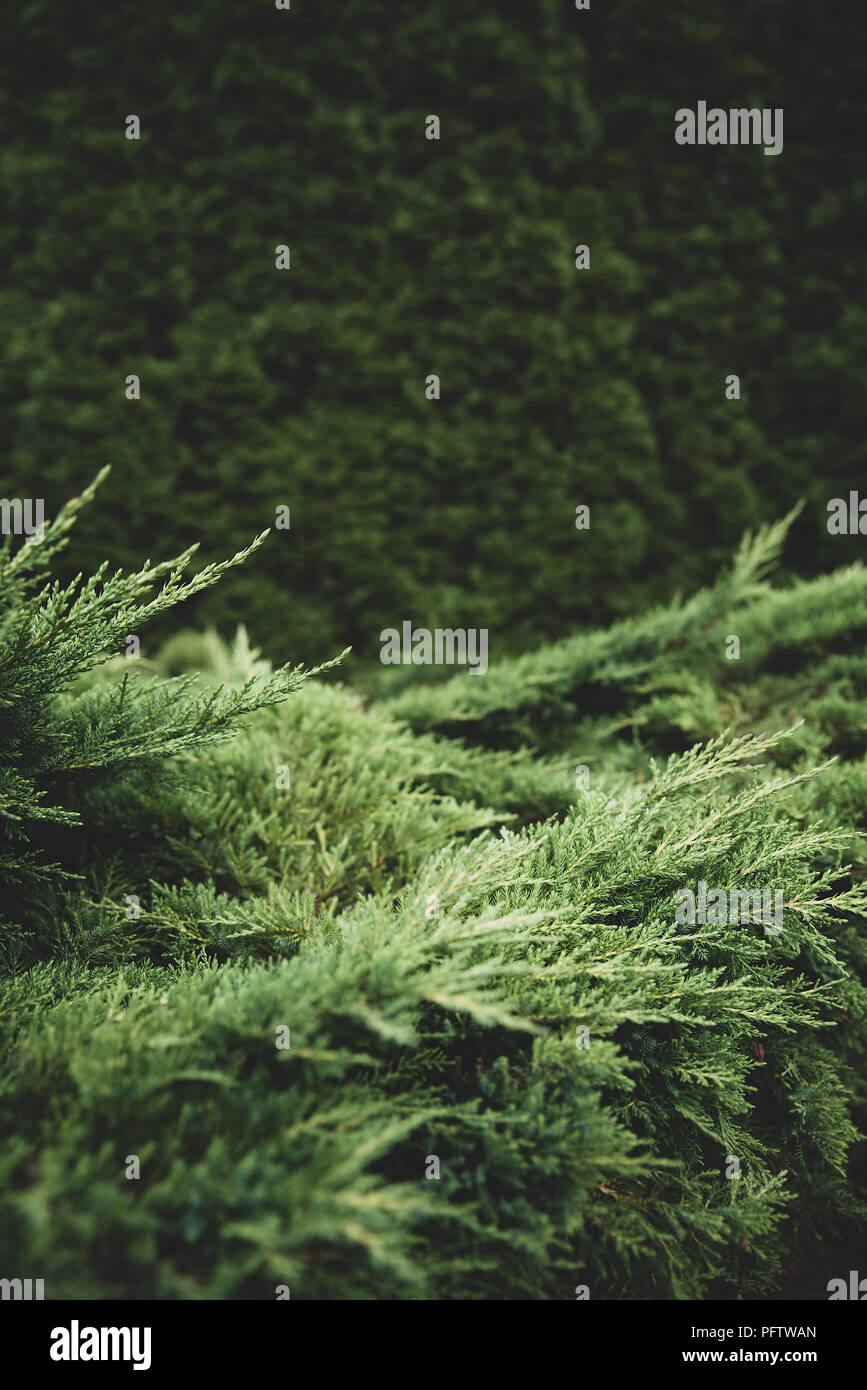 Landscaping, thuja tree branches. Gardening services, background with copy space for text, matte toning Stock Photo