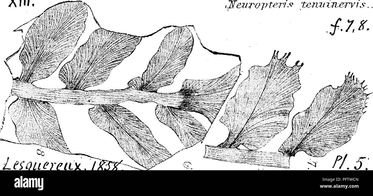 . A dictionary of the fossils of Pennsylvania and neighboring states named in the reports and catalogues of the survey ... Paleontology. Neur. 466 Neuropteris tenuinervis. Lesq. Geo!. Pa. 1858, p. 859, X(».. pi. 5, figs. 7, 8, from Gate vein, anthracite, Pottsville, distin- guished (1) an abnormal form of leaflet, (2) a very slender^ deep, straight middle nerve, looking like a cleft splitting each pinnule lengthwise; were it not for this, figs. 7, 8, would be thought diff'erent species. Looks something like Odontopteris subouneata^ Bunb.—Coal Flora, p. 125, pi. 22, figs. 2, 3, the only two spe Stock Photo