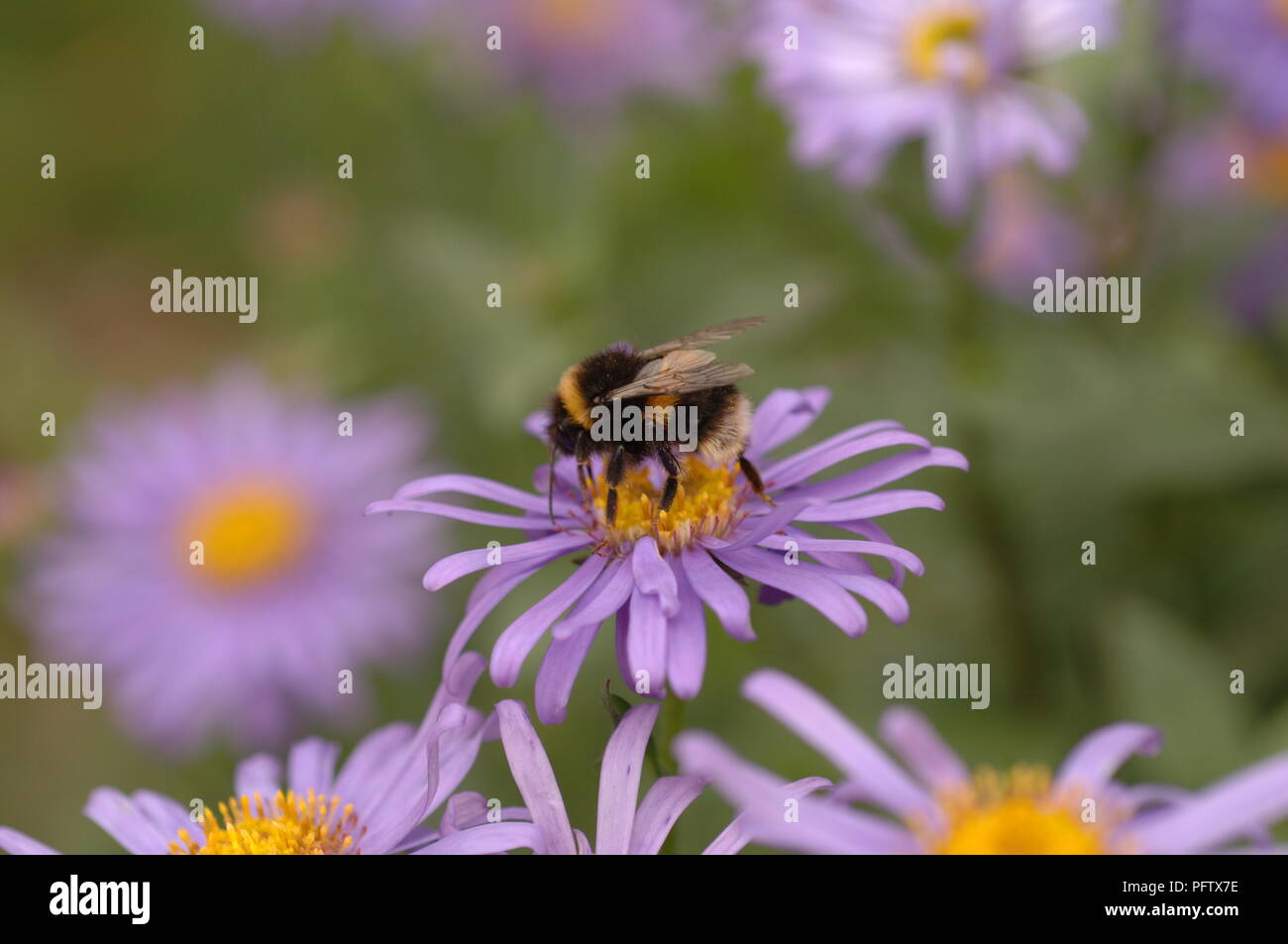 An english bumble bee takes pollen from a pink daisy otherwise known as new york asters  at the Botanical Gardens in Sheffield, South Yorkshire UK Stock Photo
