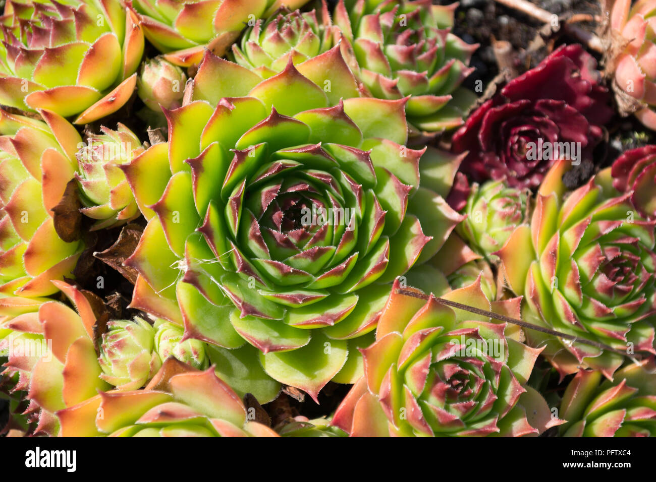 Multiple sempervivum house leek plants in different colors with the