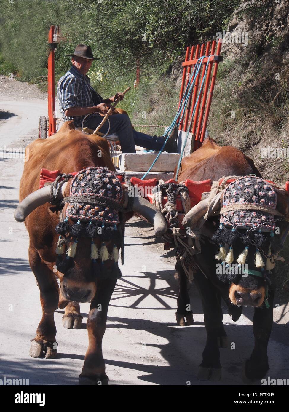 Oxen and cart in Spain Stock Photo Alamy