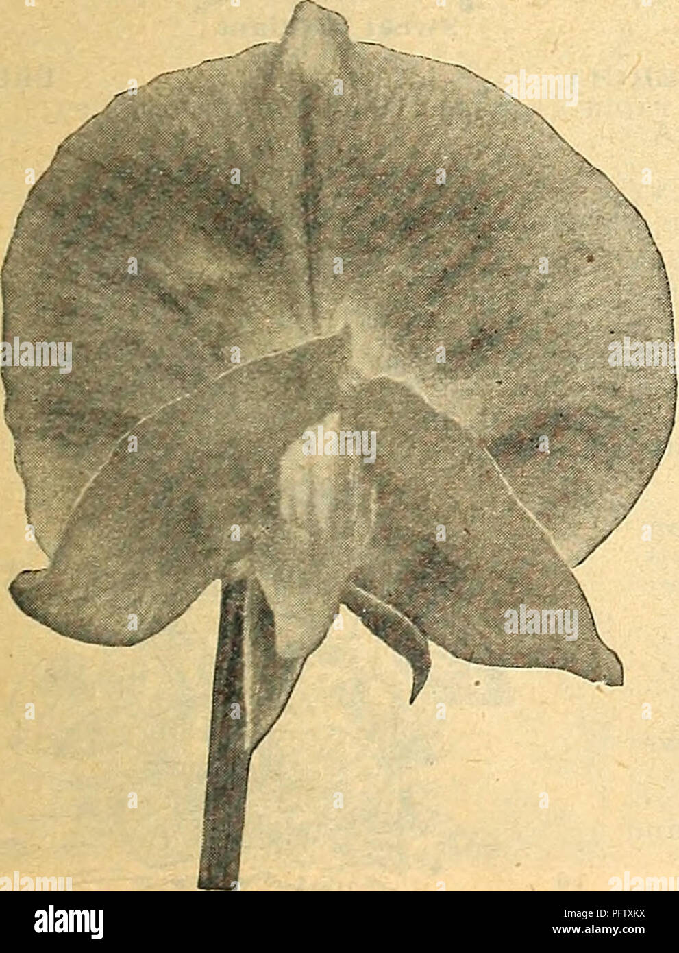 https www alamy com curries farm and garden annual spring 1923 48th year flowers seeds catalogs bulbs plants seeds catalogs vegetables seeds catalogs nurseries horticulture catalogs plants ornamental catalogs gardening equipment and supplies catalogs floradale purple 10 10 15 10 10 one of the finest dark spencers deep rich maroon illuminator lord nelson spencera rich color the standard be ing a deep purple blue with deep blue wings a good strong grower and practically sun proof oz 40c margaret atleea warm salmon pink perfectly suffused over a cream ground the cream deepens into bri image216292046 html