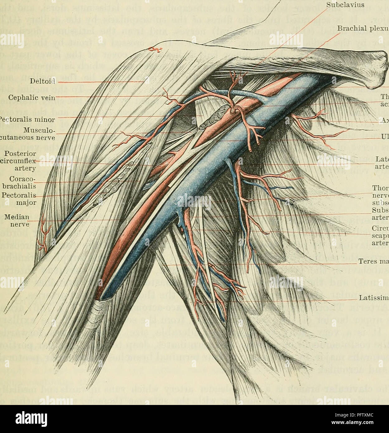 This illustration is from 'Cunningham's Text-book of Anatomy,' showing ...