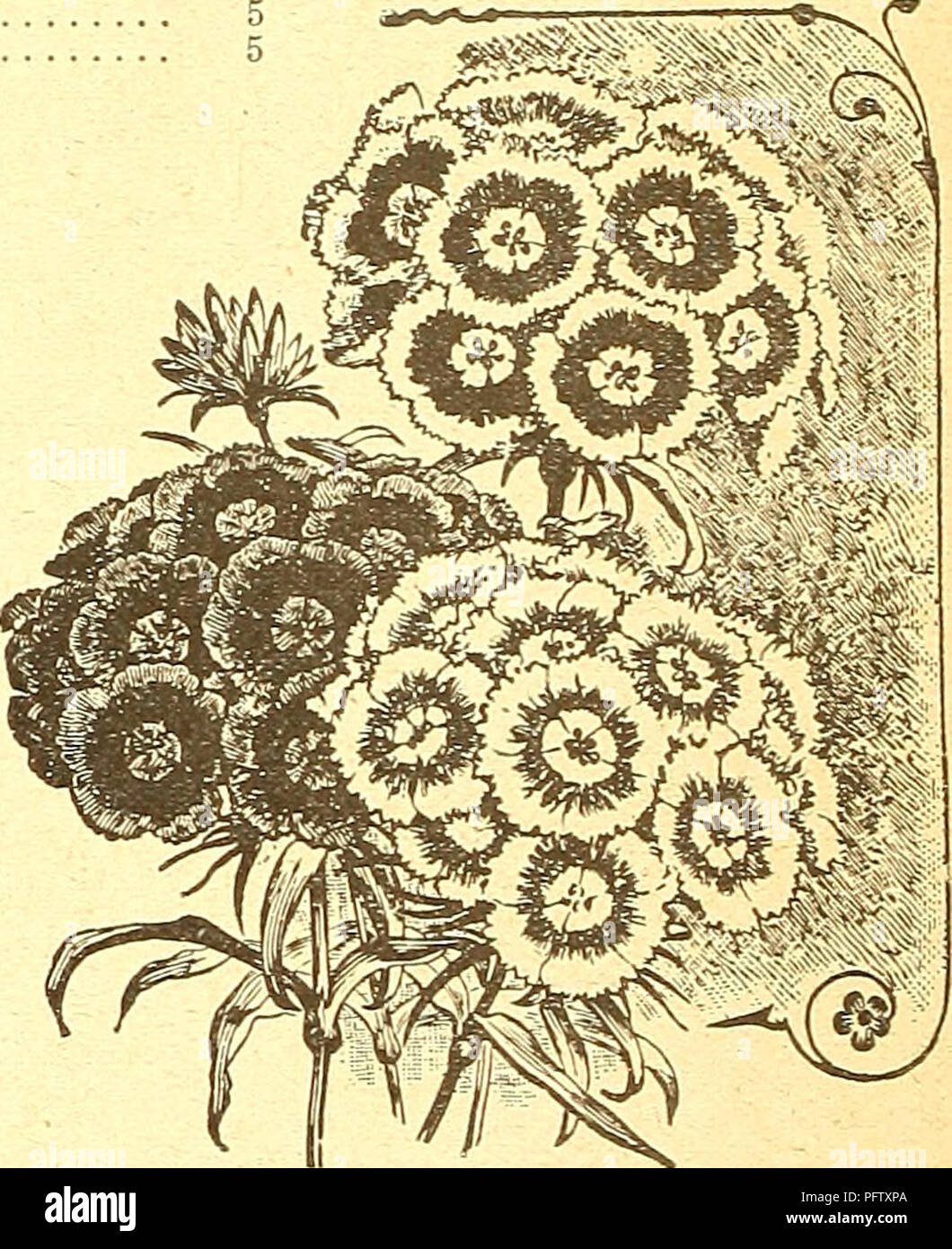 . Currie's farm and garden annual : spring 1924 49th year. Flowers Seeds Catalogs; Bulbs (Plants) Seeds Catalogs; Vegetables Seeds Catalogs; Nurseries (Horticulture) Catalogs; Plants, Ornamental Catalogs; Gardening Equipment and supplies Catalogs. SCABIOSA. Mourning Bride or S«eet Scabiosus. Very desirable plants, producing very pretty flowers of many colors In g-reat profusion. Good for cutting for vases, etc. H. A. Pkt. Divarf Double—Flowers very double and globular. 14 oz. 25c. 5 Leviathan Jlixed—Large and beautiful double flowers; tall growing. % oz. 25c. 5 PEREXXIAL, SCABIOUS. Cauoasica—S Stock Photo