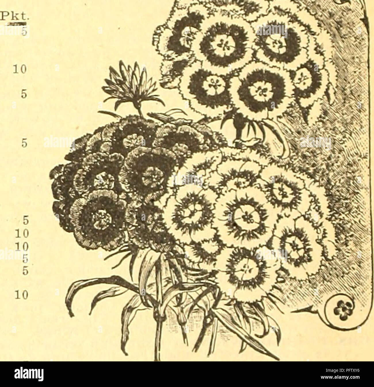 . Currie's farm &amp; garden annual : spring 1922 47th year. Flowers Seeds Catalogs; Bulbs (Plants) Seeds Catalogs; Vegetables Seeds Catalogs; Nurseries (Horticulture) Catalogs; Plants, Ornamental Catalogs; Gardening Equipment and supplies Catalogs. Scabiosa or Mournins' Bride. SCABIOSA Mourning Uride or Siveet Srabioiis. Very desirable plants, producing very pretty flowers of many colors in great profusion. Good for cutting' lor vases, etc. H. A. Pkt. Dwarf DoubleâFlowers very double and globular. % oz. 25c 5 Leviathan &gt;IlxedâLarge and beautiful double flowers; tall growing. % oz. 25c.. 5  Stock Photo