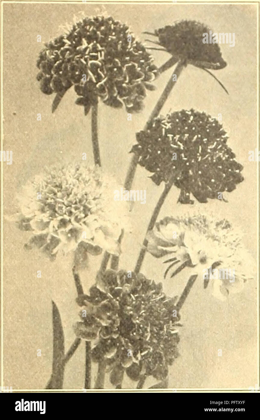 . Currie's farm &amp; garden annual : spring 1922 47th year. Flowers Seeds Catalogs; Bulbs (Plants) Seeds Catalogs; Vegetables Seeds Catalogs; Nurseries (Horticulture) Catalogs; Plants, Ornamental Catalogs; Gardening Equipment and supplies Catalogs. T4 CURRIE BROTHERS COMPANY, MILWAUKEE, WIS.. Scabiosa or Mournins' Bride. SCABIOSA Mourning Uride or Siveet Srabioiis. Very desirable plants, producing very pretty flowers of many colors in great profusion. Good for cutting' lor vases, etc. H. A. Pkt. Dwarf Double—Flowers very double and globular. % oz. 25c 5 Leviathan &gt;Ilxed—Large and beautiful Stock Photo