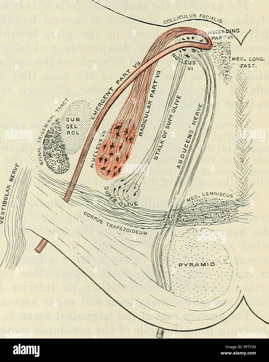 . Cunningham's Text-book of anatomy. Anatomy. THE DEEP CONNEXIONS OF ...