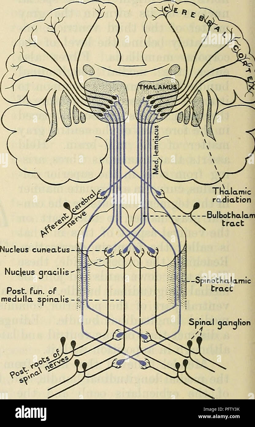 Cunningham's Text-book of anatomy. Anatomy. Nucleus hypoglossi 