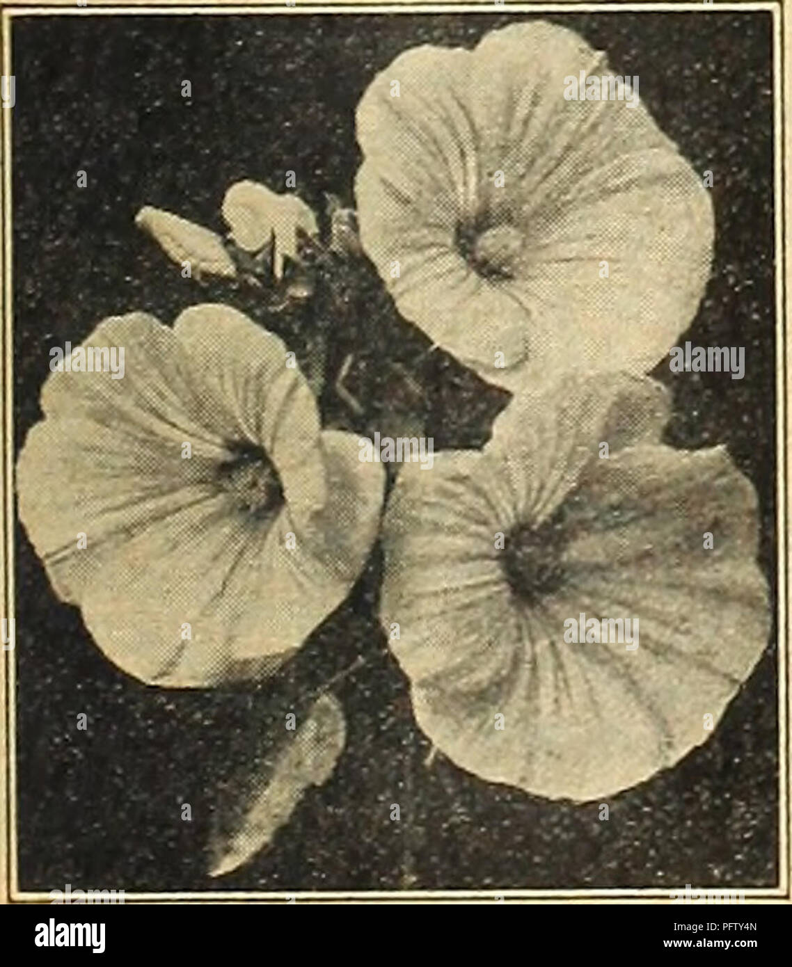 . Currie's farm and garden annual : spring 1921 46th year. Flowers Seeds Catalogs; Bulbs (Plants) Seeds Catalogs; Vegetables Seeds Catalogs; Nurseries (Horticulture) Catalogs; Plants, Ornamental Catalogs; Gardening Equipment and supplies Catalogs. Maurandia.. 5 10 Lavatera Splendens. MIGNONETTE—Continued. Pkt Machet—A variety of dwarf, vigorous growth, with dark green foliage and deliciously fragrant red flowers; very fine and distinct. Per oz. $1.00; V± oz. 30c Machet Extra Select—Seed saved from pot grown plants. Very fine for growing under glass. Oz. $1.40; % oz. 40c Miles Hybrid Spiral—Is  Stock Photo