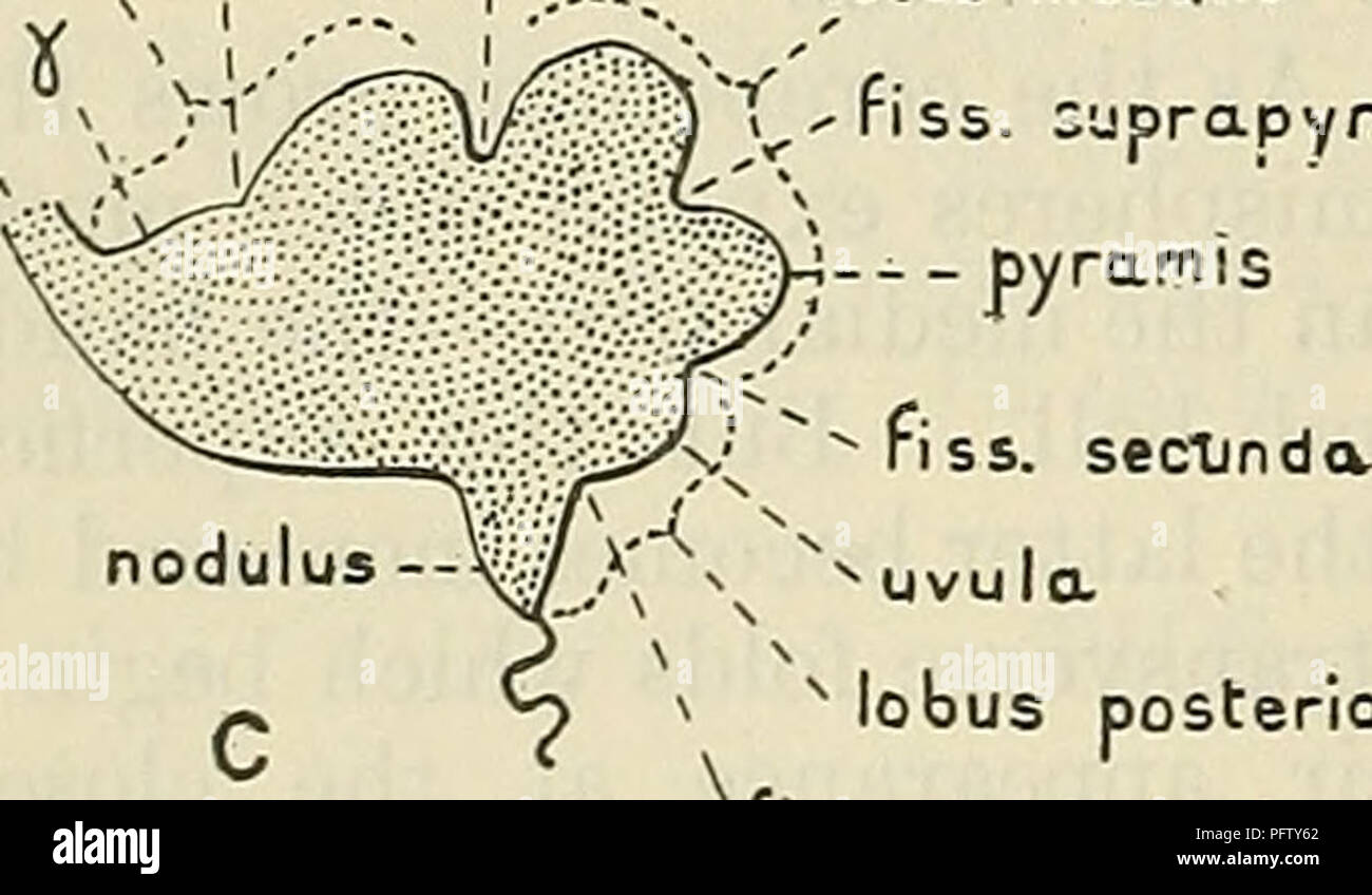 . Cunningham's Text-book of anatomy. Anatomy. fiss. postnodul. -- nodulus plx. choroid. lobulus centralis lobus anterior lingula  fiss. praeculminata velum medullare ant.  i fiss. prima I ... lobus medalis culmen * tf . r- riss. Cuprapyr.. v uvula N lobus posterior iss. prima fiss. postnodul.. Please note that these images are extracted from scanned page images that may have been digitally enhanced for readability - coloration and appearance of these illustrations may not perfectly resemble the original work.. Cunningham, D. J. (Daniel John), 1850-1909; Robinson, Arthur, b. 1862, ed. New Stock Photo
