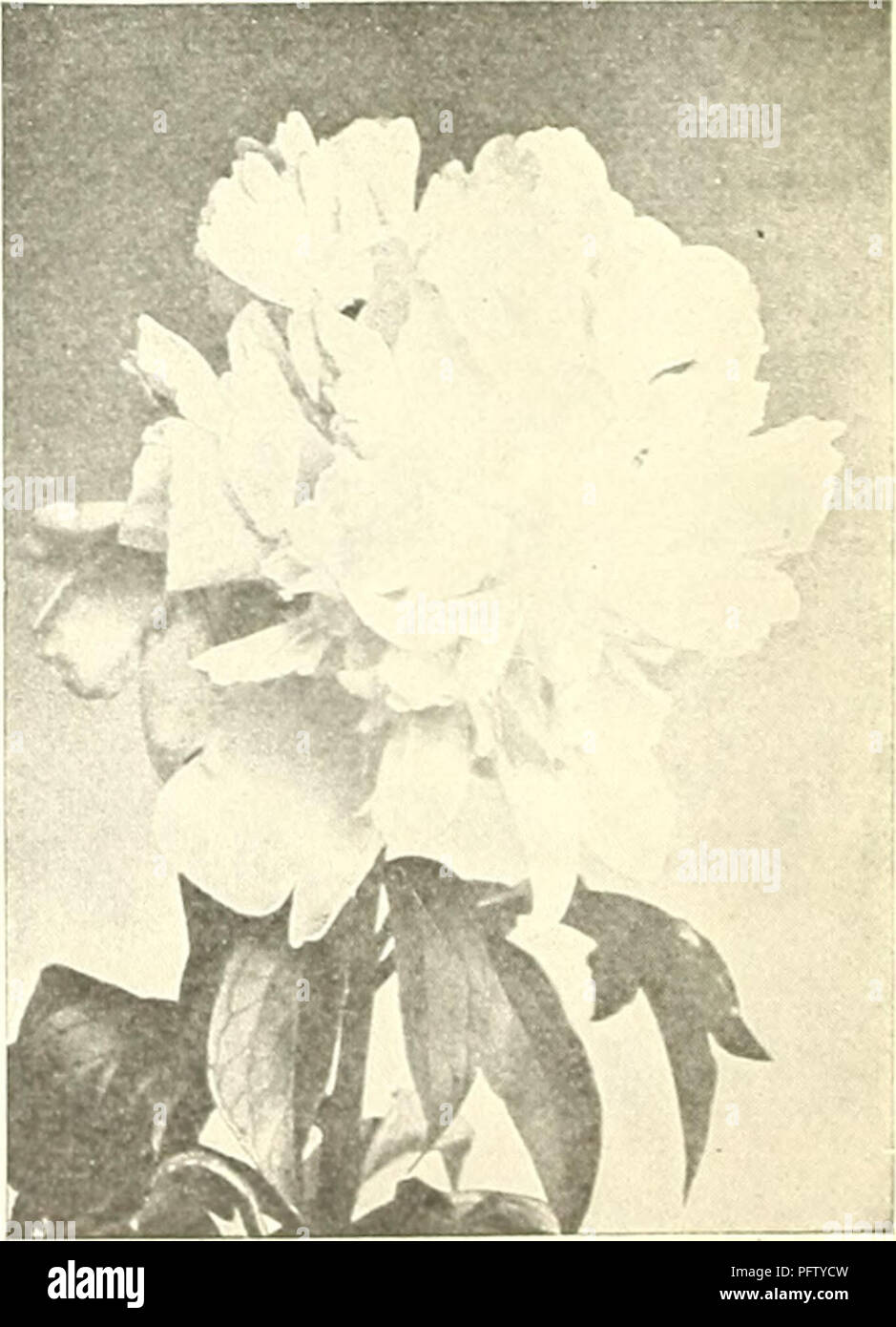 . Currie's bulbs and plants : autumn 1925. Flowers Seeds Catalogs; Bulbs (Plants) Seeds Catalogs; Nurseries (Horticulture) Catalogs; Plants, Ornamental Catalogs. PAEONIES Choice Herbaceous N'arieties. Paeonies have continued to increase in popular favor with each .succeeding year as pre-eminent among our hardy perennial plants. In response to the increasing demand, cultivators of this beautiful plant have enthusiastically en- gaged themselves in introducing and propagating new varieties, aiming at more perfect flowers of more delicate tints and deeper, richer shades. The new varieties them- se Stock Photo