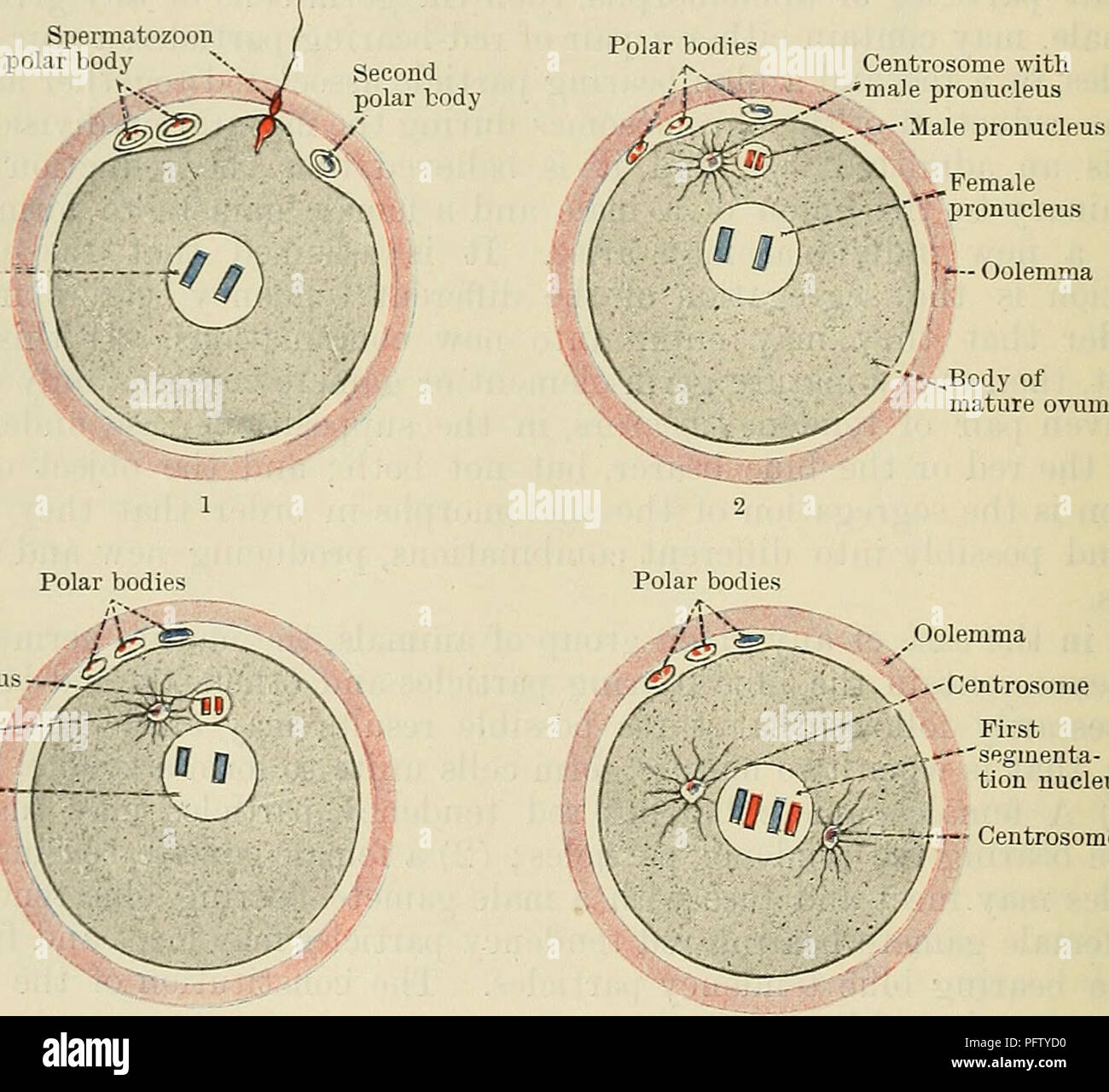 Male Gamete Stock Photos & Male Gamete Stock Images - Alamy