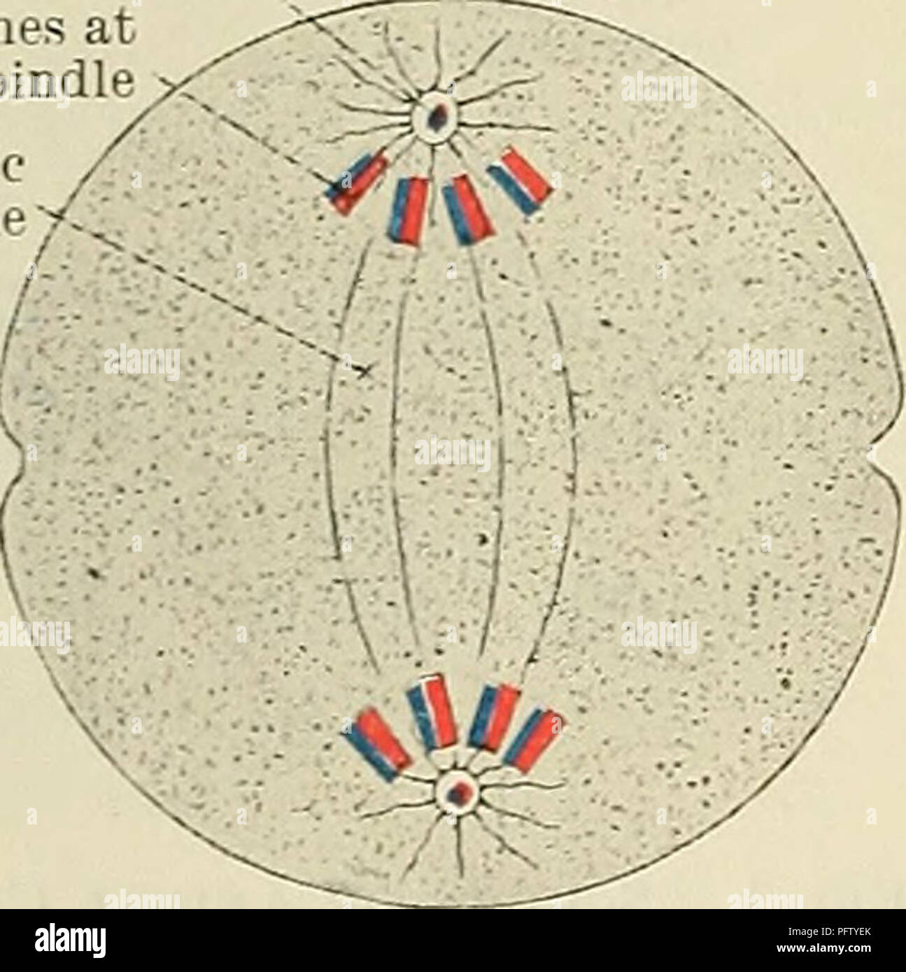 Cunningham's Text-book of anatomy. Anatomy. Fig. 6.—Schema of Animal Cell in Meta- phase of homotjpe mltosis. Daughter eentrosome Chromosomes at pole of spindle Achromatic spindle The chromatic suhstance is aggregated to Cunningham's Text-book of anatomy. Anatomy. Fig. 6.—Schema of Animal Cell in Meta- phase of homotjpe mltosis. Daughter eentrosome Chromosomes at pole of spindle Achromatic spindle The chromatic suhstance is aggregated to
