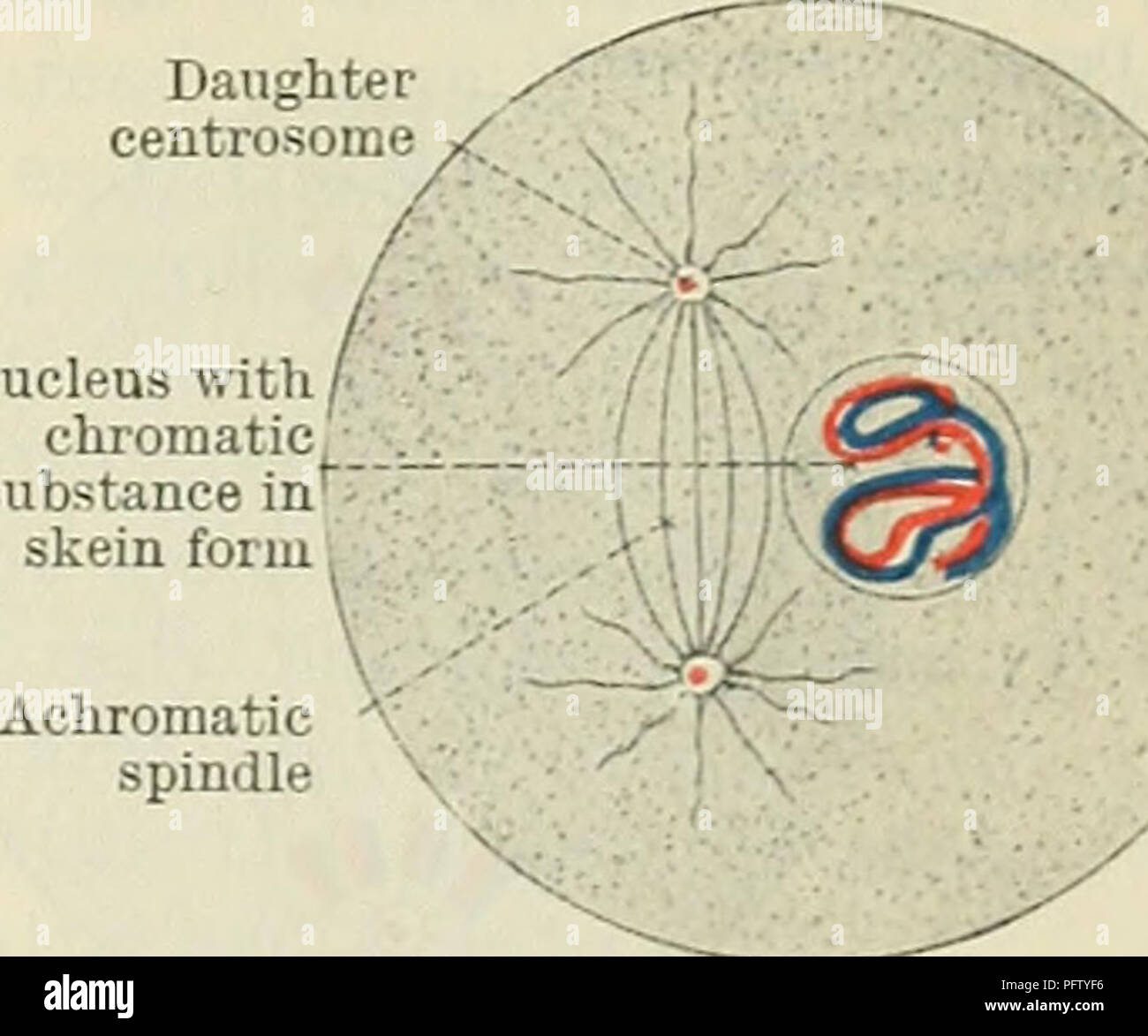 This image is a detailed illustration of an animal cell in its resting ...