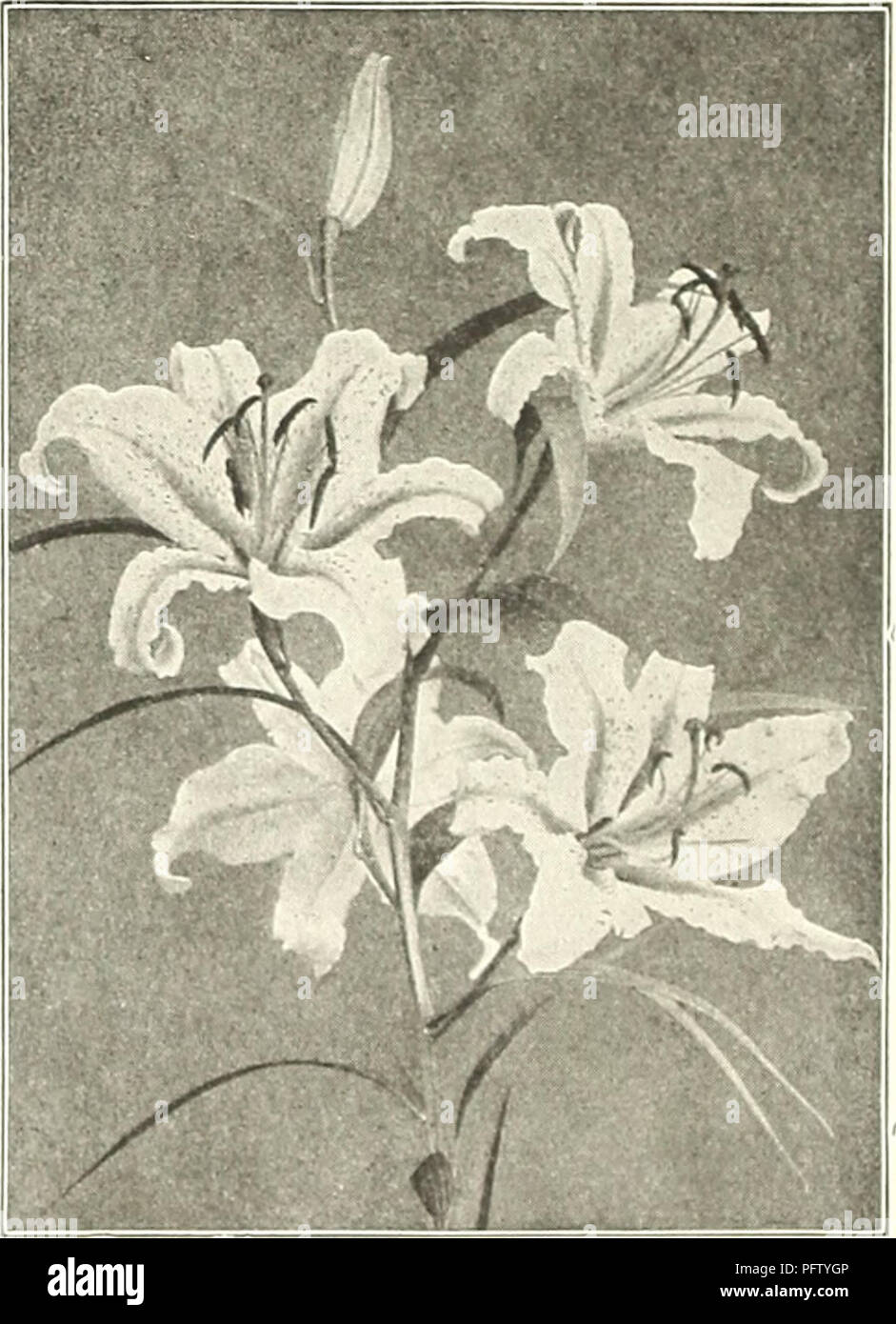 . Currie's bulbs and plants : autumn 1919. Flowers Seeds Catalogs; Bulbs (Plants) Seeds Catalogs; Nurseries (Horticulture) Catalogs; Plants, Ornamental Catalogs. 10 ( URKIE BROS. CO., MILWAUKEE, WISCONSIN. y-^^M iirfi IgET^ jjfc^1 v ^fi V ' , &quot;  &gt; Kwyn Easter Lily. SPECIOSUMâ(Lancifolium). The Speciosum sorts are the most generally admired of all the Hardy Lilies. They commence blooming in July and continue until frost cuts them down. Each Doz. 100 AlbumâWhite. Extra large bulbs $ .35 $3.50 $25.00 Roseum (Rubrum)âWhite suffused and spotted rose. Extra large bulbs 35 3.50 25.00 Melpom Stock Photo