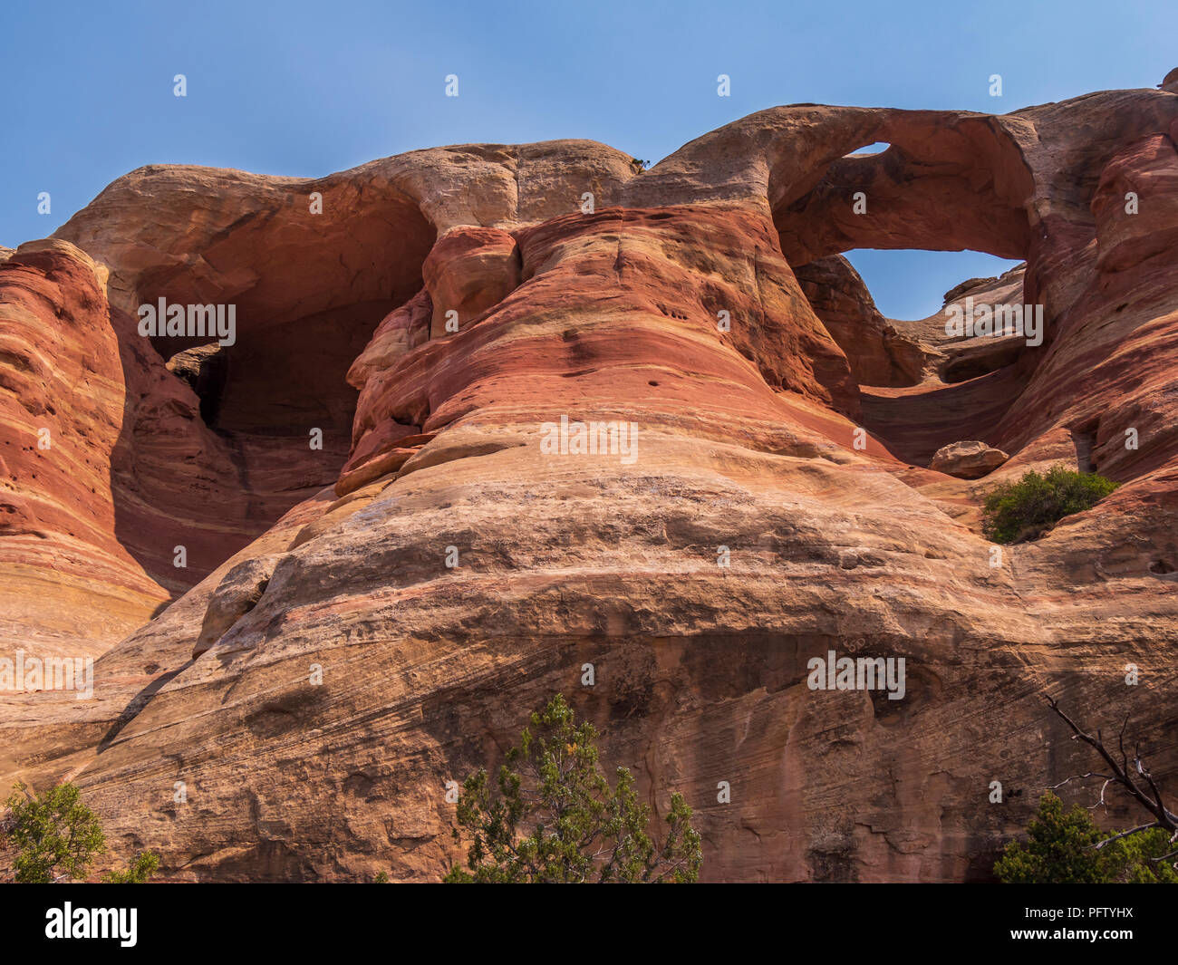 Seeping and Hole in the Bridge Arches, Rattlesnake Canyon, Black Ridge Wilderness Area, McInnis Canyons National Conservation Area, Grand Junction, CO Stock Photo