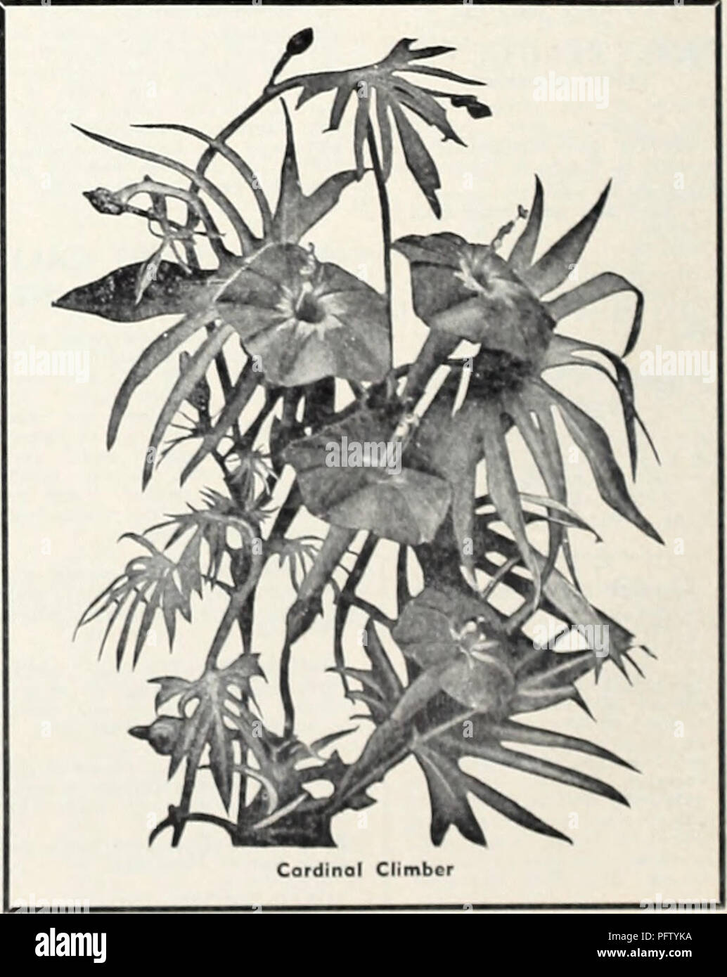 . Currie's 65th year garden annual. Flowers Seeds Catalogs; Bulbs (Plants) Seeds Catalogs; Vegetables Seeds Catalogs; Nurseries (Horticulture) Catalogs; Plants, Ornamental Catalogs; Gardening Equipment and supplies Catalogs. Pink White Red Mixed Vs ox. 40c, Pkt , 15c. DOUBLE CAMELIA FLOWERED —White, extra fine. 1/4 ex., 25c; Pkt., lOe. DOUBLE CAMELIA FLOWERED — Finest mixed. 'A ox., 25c; Pkt., 10c. GOLIATH SCARLET—4 feet. Ex- tremely brilliant, large and very double. Pkf., 10c. CURRIES SPECIAL MIXTURE OF ANNUALS FOR CUT FLOWERS This mixture is composed of flowers that are especially good for c Stock Photo