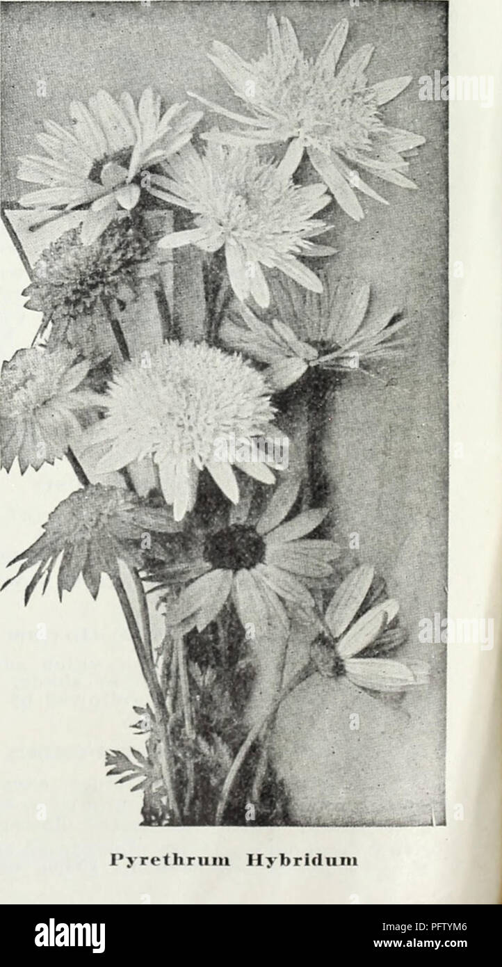 . Currie's bulbs and plants : autumn 1928. Flowers Seeds Catalogs; Bulbs (Plants) Seeds Catalogs; Nurseries (Horticulture) Catalogs; Plants, Ornamental Catalogs. SCABIOSA CAUCASICA (Blue Bonnet) Graceful lavender-blue flowers borne on long- stems, excellent for cut flowers. Price, each, 30c; per dozen, $3.00. SEDUM (Stonecrop) Acre (Golden Moss) — A dwarf creeping variety; foliage green; flowers bright yellow. Spectabile — An erect-growing species attaining a height of 18 inches, with broad light green foilage and immense heads of showy rose-colored flowers. Blooms late in fall. Spectabile Bri Stock Photo