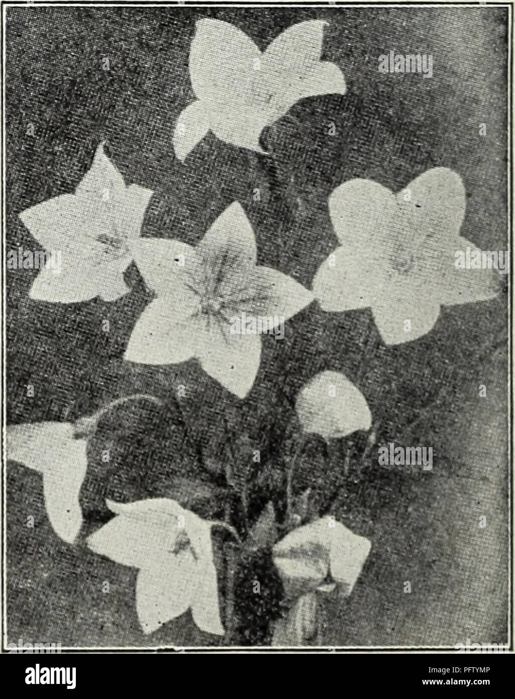 . Currie's bulbs and plants : autumn 1928. Flowers Seeds Catalogs; Bulbs (Plants) Seeds Catalogs; Nurseries (Horticulture) Catalogs; Plants, Ornamental Catalogs. Myosotis RANUNCULUS (Buttercup) Acris 11. pi. — Double golden- yellow flowers. Repens fl. pi.—A creeping varie- ty with golden-yellow flowers. Price, each, 25c; per doz., $2.50. RUDBECKIA (Cone Flowers) Golden Glow — Grows 6 feet high, bearing masses of double golden-yellow flowers. Fulgida — Orange yellow with black center. Purpurea—Large, reddish-purple flowers with brown cone. Price, each, 25c; per &lt;lozen, $2.50. SALVIA (Meadow  Stock Photo