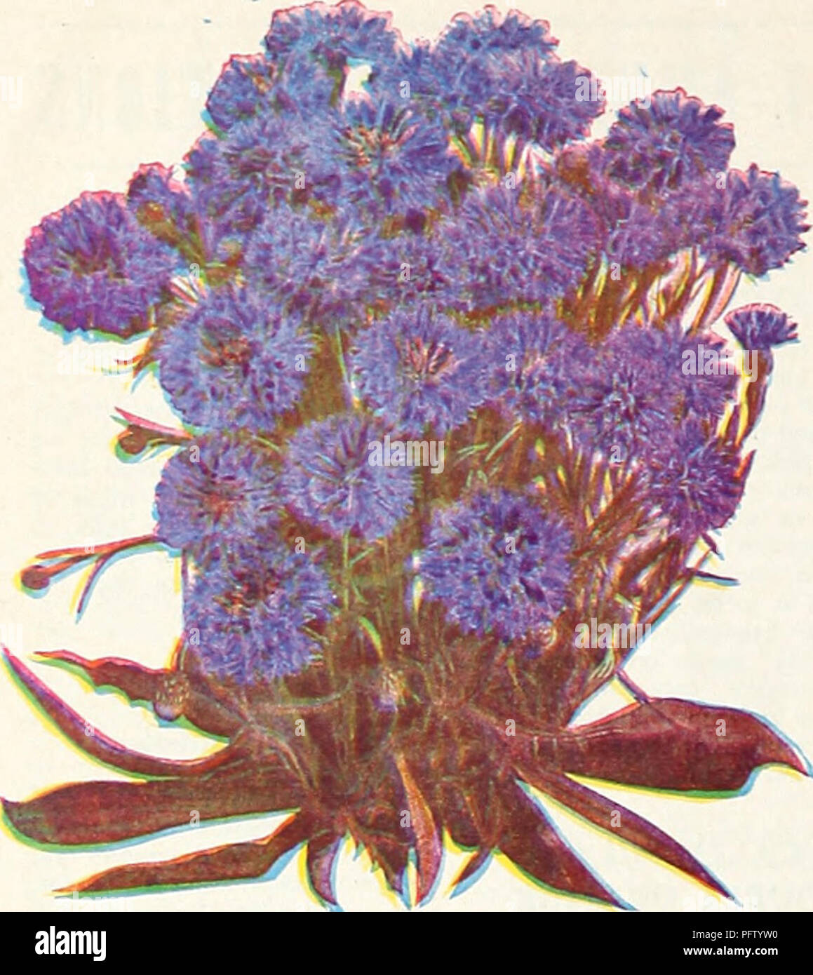 1890s long bloomers - Gem