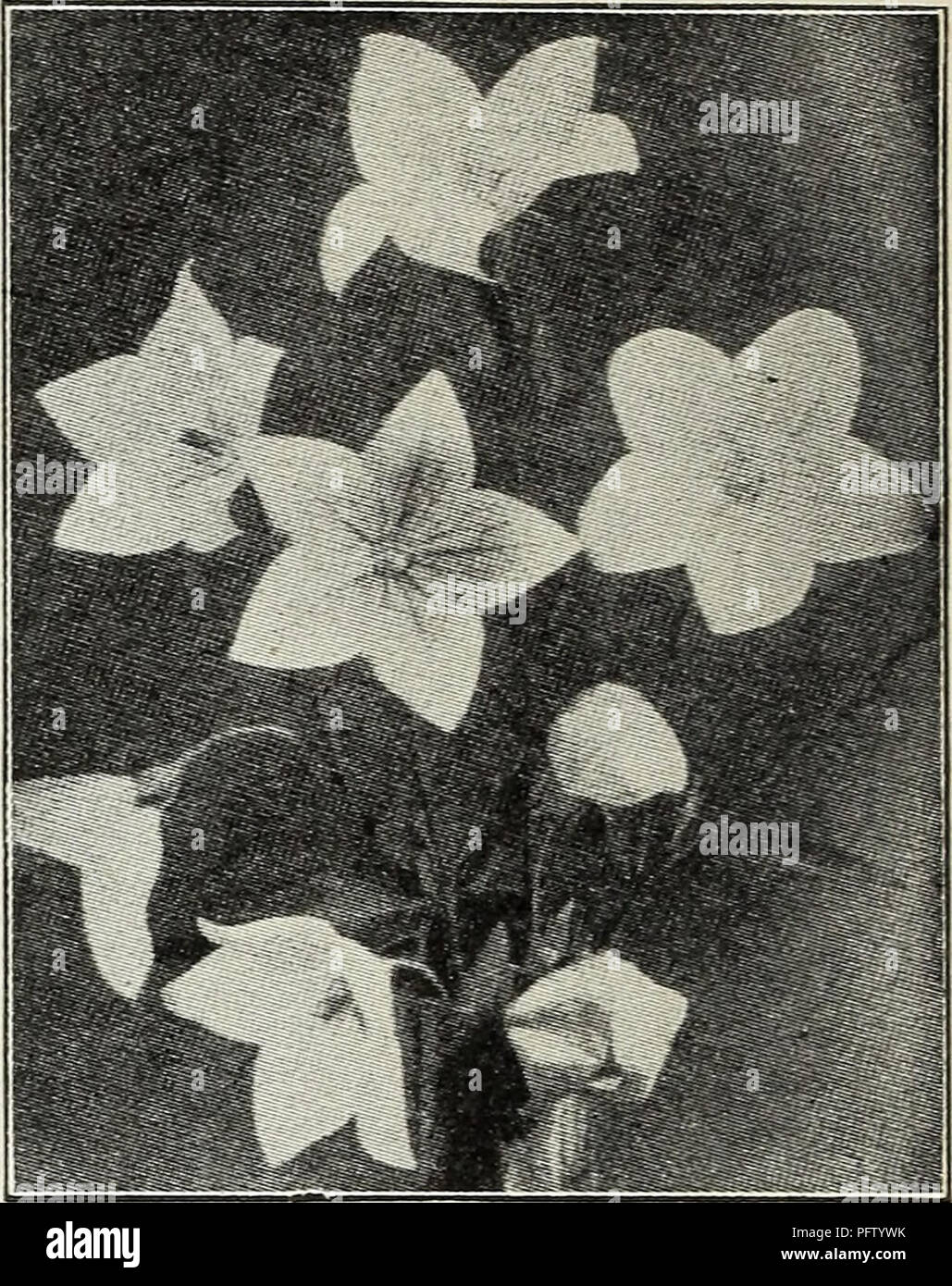 . Currie's autumn 1929 54th year bulbs and plants. Flowers Seeds Catalogs; Bulbs (Plants) Seeds Catalogs; Nurseries (Horticulture) Catalogs; Plants, Ornamental Catalogs. RANUNCULUS (Buttercup) Acris fl. pi.—Double golden-yellow flowers. Repens, fl. pi.—A creeping variety with golden-yellow flowers. Price, each, 25c; per doz., ^2.50. RUDEBECKIA (Cone Flowers) Fulgida—Orange yellow with black center. Golden Glow—Grows 6 feet high, bearing masses of double golden-yellow flowers. Purpurea—Large, reddish-purple flowers with brown cone. Price, each, 25c; per dozen, ^2.50. SALVIA (Meadow Sage) Azurea Stock Photo