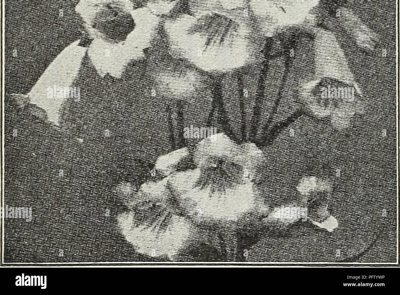 . Currie's autumn 1929 54th year bulbs and plants. Flowers Seeds Catalogs; Bulbs (Plants) Seeds Catalogs; Nurseries (Horticulture) Catalogs; Plants, Ornamental Catalogs. wB^ta ^; ^. RANUNCULUS (Buttercup) Acris fl. pi.—Double golden-yellow flowers. Repens, fl. pi.—A creeping variety with golden-yellow flowers. Price, each, 25c; per doz., ^2.50. RUDEBECKIA (Cone Flowers) Fulgida—Orange yellow with black center. Golden Glow—Grows 6 feet high, bearing masses of double golden-yellow flowers. Purpurea—Large, reddish-purple flowers with brown cone. Price, each, 25c; per dozen, ^2.50. SALVIA (Meadow  Stock Photo