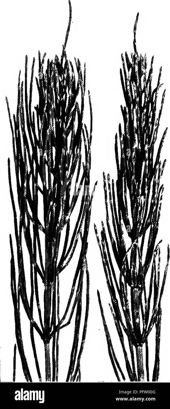 . A text-book of botany for secondary schools. Botany. HORSETAILS AND CLUB-MOSSES 199 pact group of modified leaves bearing sporangia. Just as in some ferns certain leaves are set apart to do chloro- phyll work and others to bear sporangia, so in the Equisetum the same division of work oc- curs; but the notable thing is that the spo- rangium-bearing leaves are massed together in a cluster that is quite distinct from the rest of the plant. Leaves set apart for bearing spo- rangia are called spo- rophylls, which means &quot;spore leaves.' A strobilus, therefore, is a group of sporophylls that fo Stock Photo