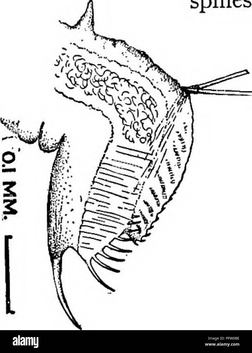 . Fresh-water biology. Freshwater biology. Fig. 1080. Ceriodaphnia acanthina. FiG. 1081. Details of valve, much enlarged. 55 (54) Valves not spinulated 56 56 (s7, 62) Post-abdomen abruptly cut into near apex, serrate above, spines below Ceriodaphnia megalops Sars 1861. Head angulated before antennules; valves striated. Anten- nules with sense-hair near apex. Post-abdomen broad, with an angle near apex, cut into below angle, finely serrate above and with 7-g slender anal spines below. Claws not pectinate. Length, 9, i.o-i.s mm.; J , 0.6-0.8 mm. Widely distributed but not common.. Fig. 1082. Cer Stock Photo