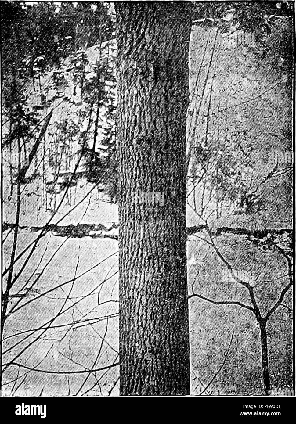 . Handbook of nature-study for teachers and parents, based on the Cornell nature-study leaflets. Nature study. Tree Study 77S lines; the bark smooths out on the lower branches. But even more characteristic than the bark, are the ash branches and twigs; the latter are sparse, coarse and clumsy, those of the white ash being pale orange or gray and seemingly warped into curves at the ends; they are covered with whitish gray dots, which reveal themselves under the lens to be breathing- pores. The white ash loves to grow in rich woods or in rich soil anywhere, even though it be shallow; at its best Stock Photo