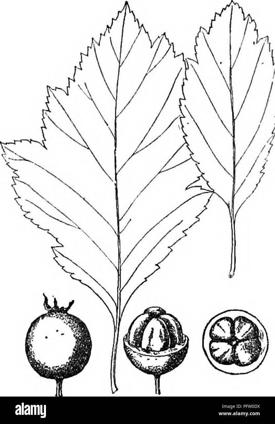 . Gray's new manual of botany. A handbook of the flowering plants and ferns of the central and northeastern United States and adjacent Canada. Botany. EOSACEAE (ROSE FAMILY) 46£. 771. C. nitida. S mm. thick ; a tree, with a narrow open crown, 4-8 m. high. (O. Brownii Brit- ton ?) — Woods and banlis of streams, s. Ont. to centv. la., s. to centr. Pa., w. Va., and Mo. Fl. May ; fr. Oct. 12. C. viridis L. Leaoes 2-8 cm. long, 2-5 cm. wide, serrate; flowers 1-1.5 cm. wide; calyx-lobes slightly pubescent in- side ; styles 4-5 ; fruit globose or de- pressed-globose, hright red, glaucous, 4-6 mm. thi Stock Photo