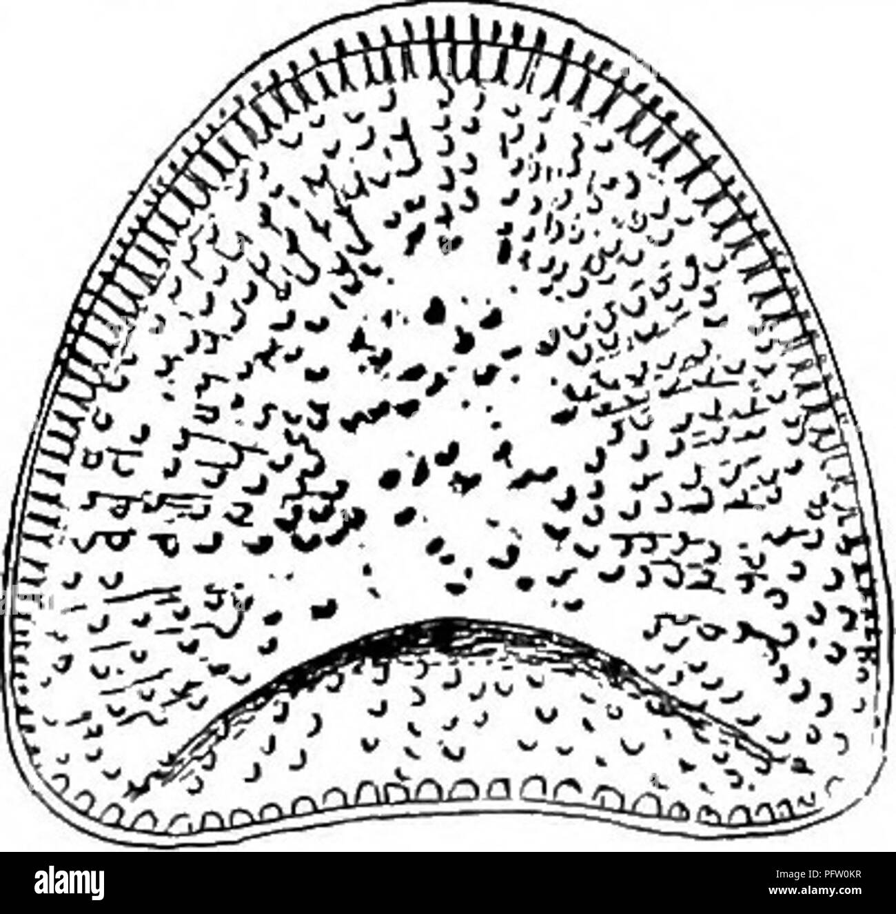 . Fresh-water biology. Freshwater biology. I30 FRESH-WATER BIOLOGY '7 (36) Girdle side geniculate. Valves straight, linear, or fusiform; frus- tules either free or stalked. . Family Achnanthaceae. Only one genus Achnanthes Bory. Cells so curved that the two valves are not alike, the one concave with raphe, middle and nd nodules; the other convex, without a middle nodule, but with a pseudo-raphe. Girdle view symmetrical with reference to a transverse axis. Cells single or in bands, ^^ mostly on gelatinous stalks., ^ Fig. 90. Nitzschia linearis Smith. X 57S' â â-^ fOrieinal.) (Original.) 40 (39, Stock Photo