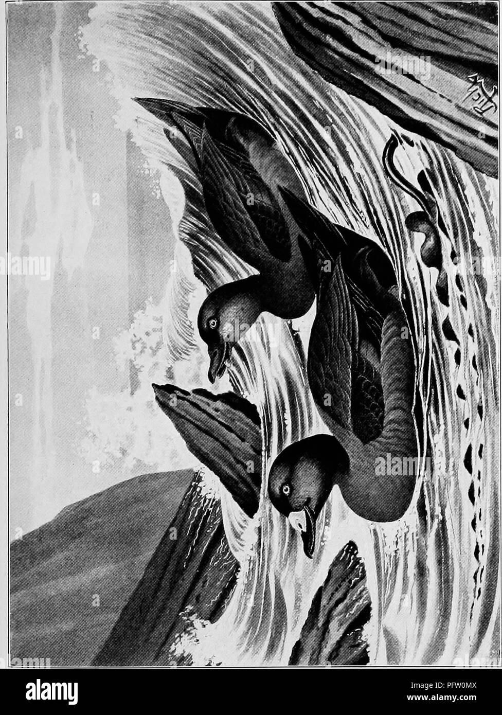 I O U Black And White Stock Photos Images Alamy