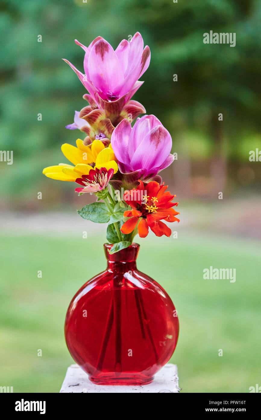 Pink curcuma alismatifolia or tumeric flowers and yellow and red zinnias or daisy flowers in a red vase. Stock Photo