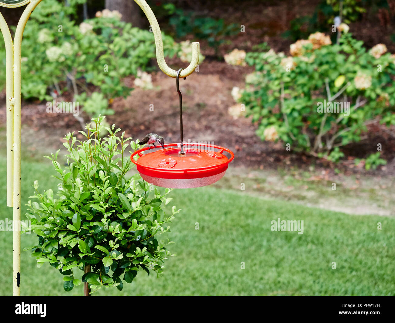 Young juvenile ruby throated hummingbird, Archilochus colubris, resting on a red feeder while it feeds, in a garden or yard in Alabama, USA. Stock Photo