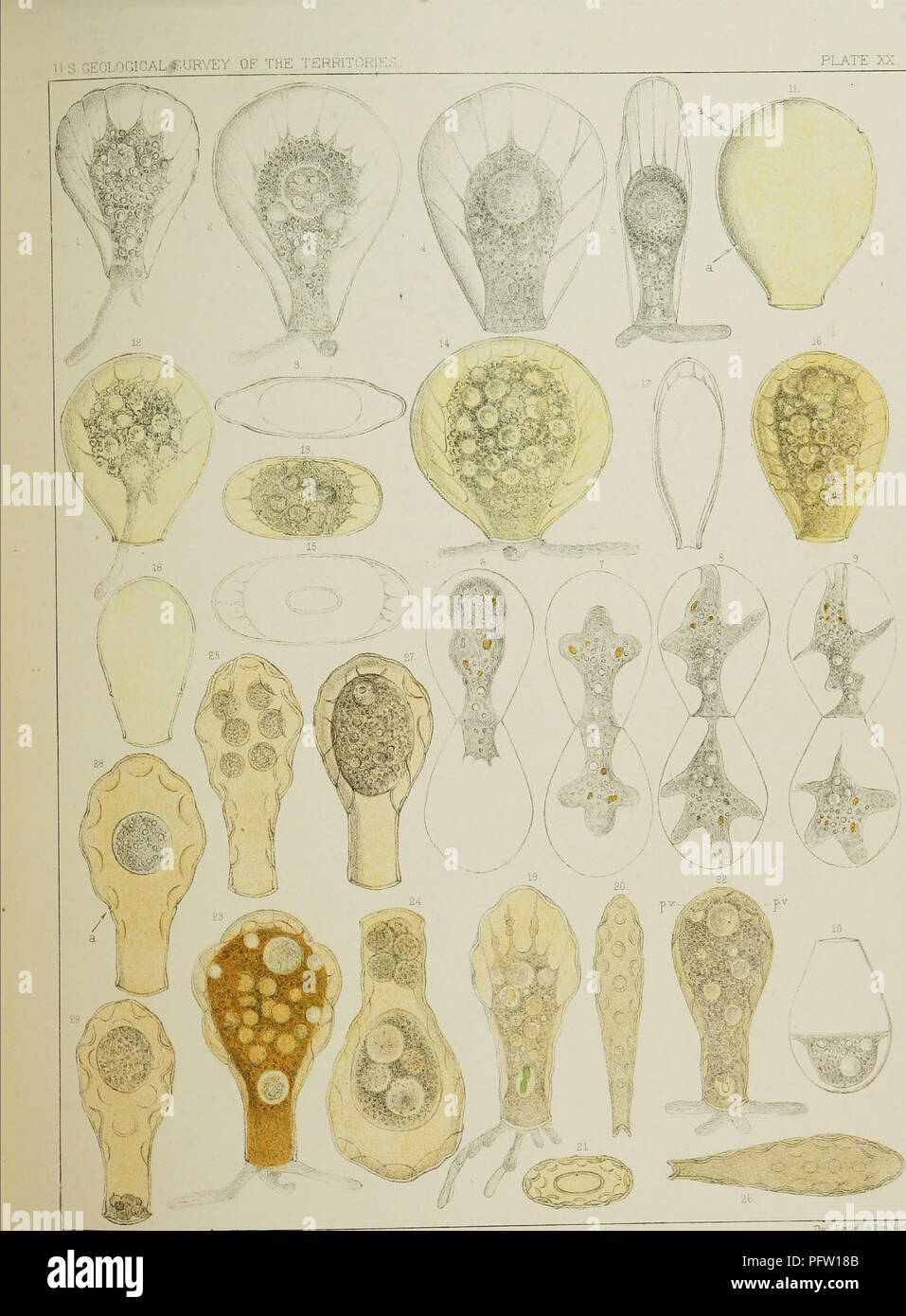 . Fresh-water rhizopods of North America. Rhizopoda; Freshwater animals. &gt;j3 Leidy, 1)61 1-10 HYALOSPHEN lA CUNEATA^ 11-18 H TINCTA. 19-29 H ELEGANS. Please note that these images are extracted from scanned page images that may have been digitally enhanced for readability - coloration and appearance of these illustrations may not perfectly resemble the original work.. Leidy, Joseph, 1823-1891. Washington, Government Printing Office Stock Photo