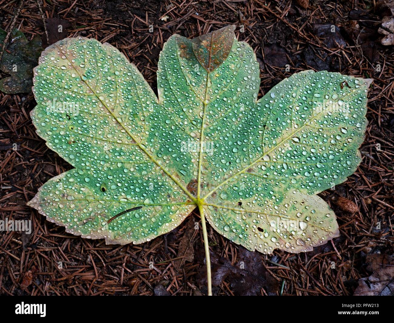 Fallen maple leaf covered with big rain drops. Leaf on the needles ground after rain Stock Photo