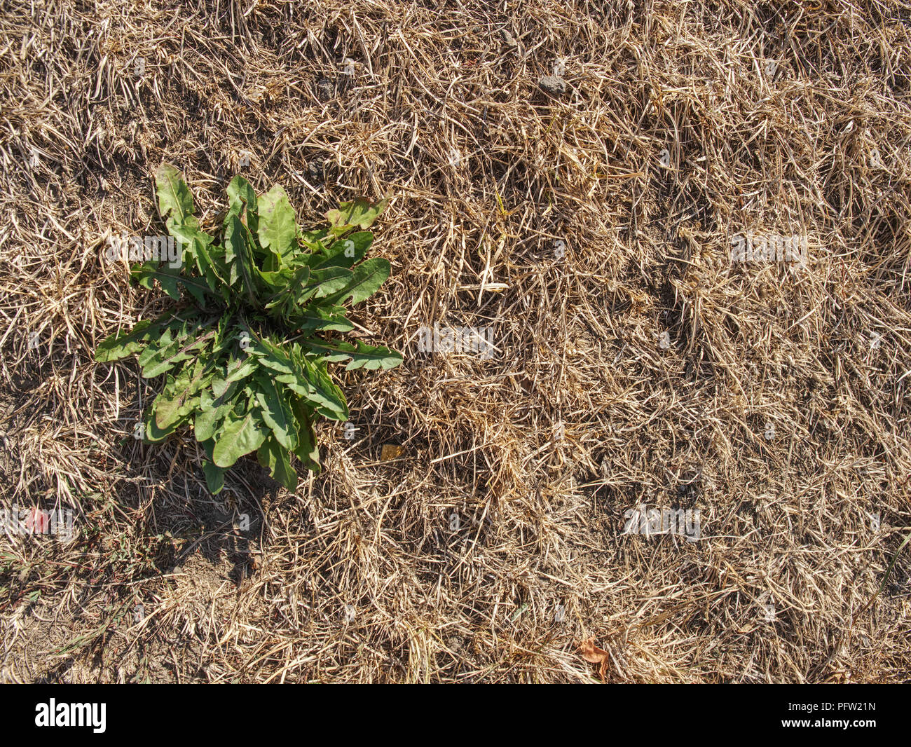 Sun burnt green. Stalks of dry grass in extreme hot summer. Dryness ...