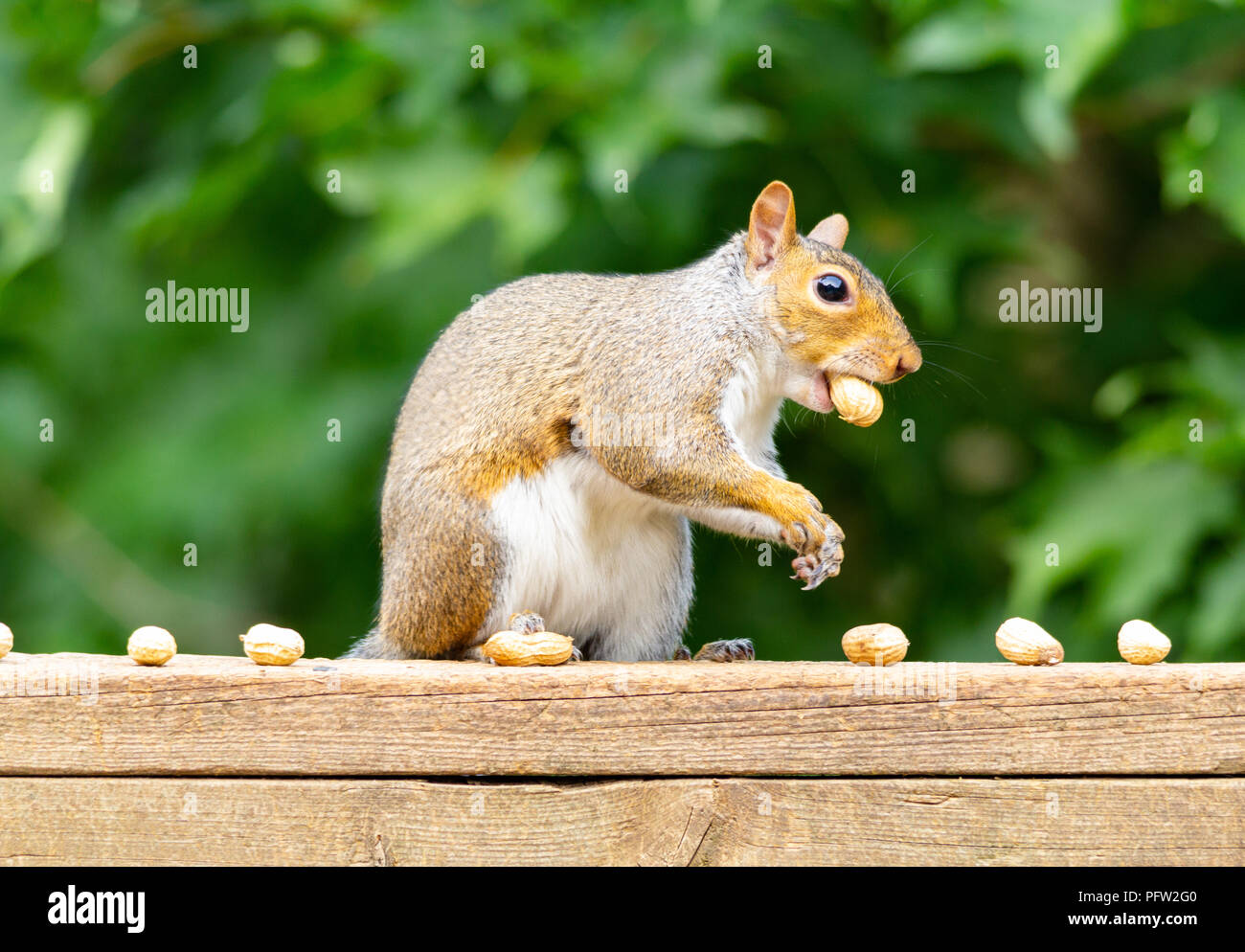Side profile of a squirrel on a weathered deck railing, peanut in the shell in his mouth, against a blurred green foliage background. Stock Photo