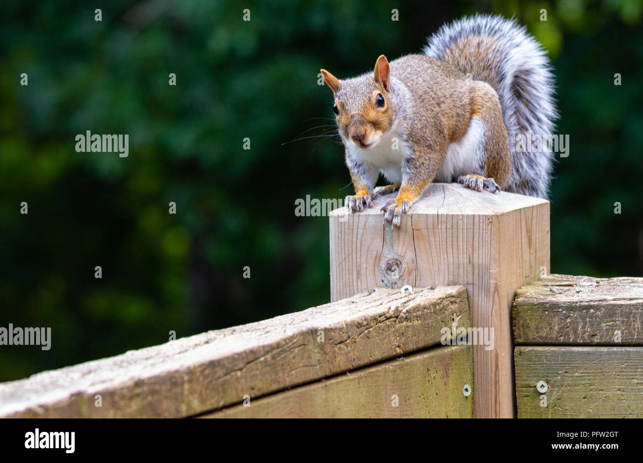 Close up of one grey squirrel perched on a wooden deck post eying peanuts outside the frame of the photo, against a blurred green background. Stock Photo