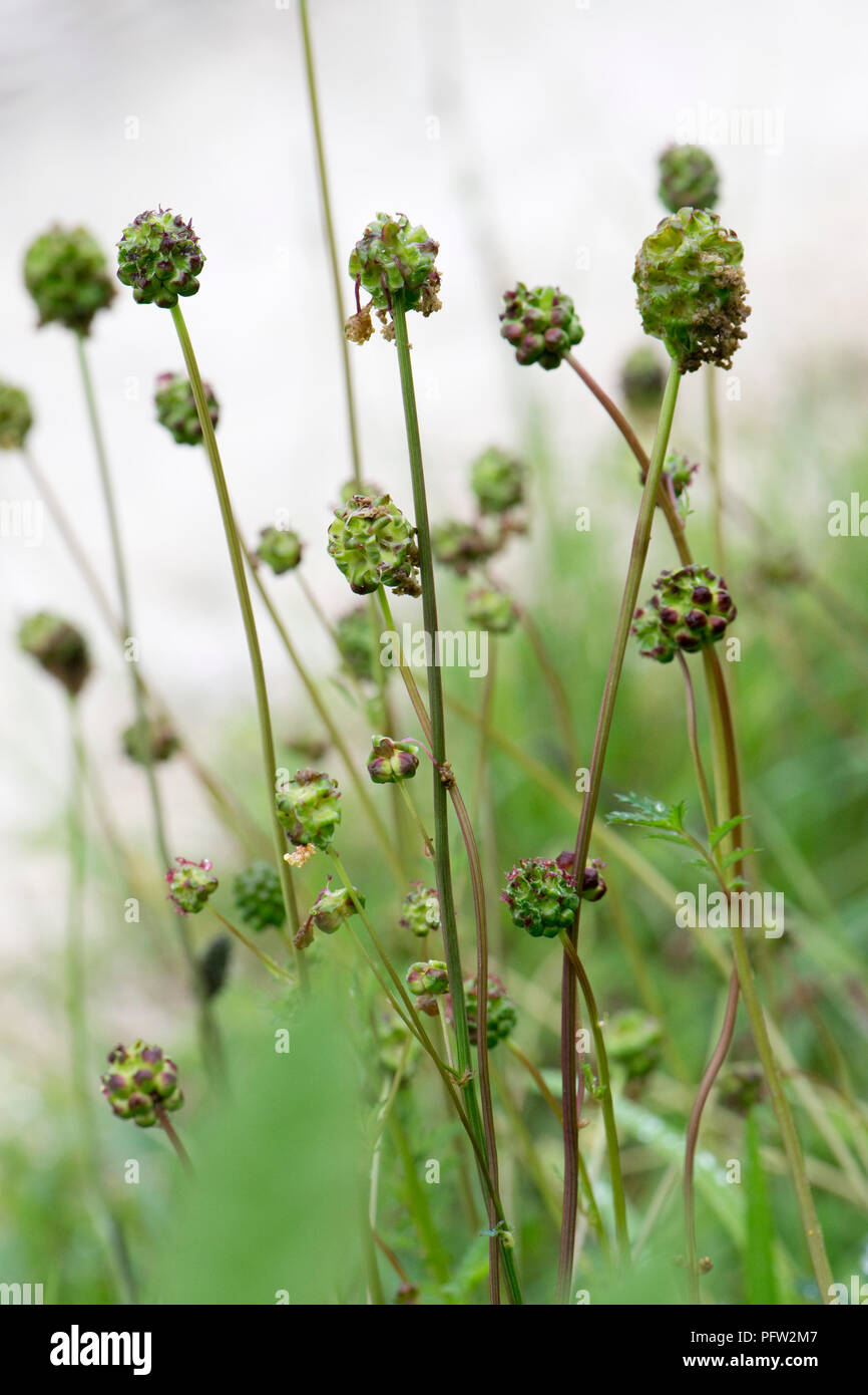 Salad Sanguisorba minor, flowering plant in short chalk