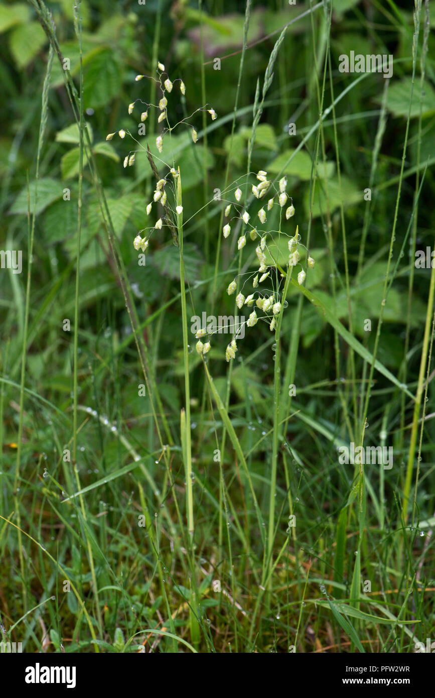 Quaking grass, Briza media, closed flowers on grass in short downland pasture, Berkshire, England, UK, May Stock Photo
