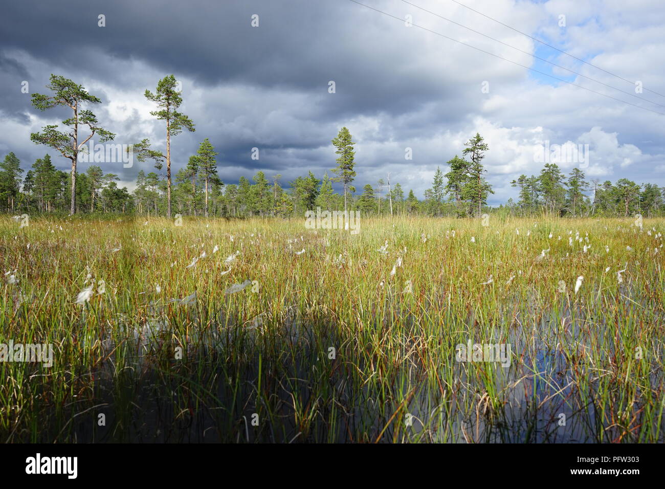 Lake with water plants and trees in the background, Lapland Finland Stock Photo