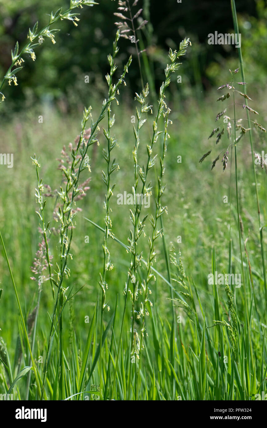 Ryegrass, Loilium sp., flowering grass inflorescences in pasture with other grasses, Berkshire, June Stock Photo
