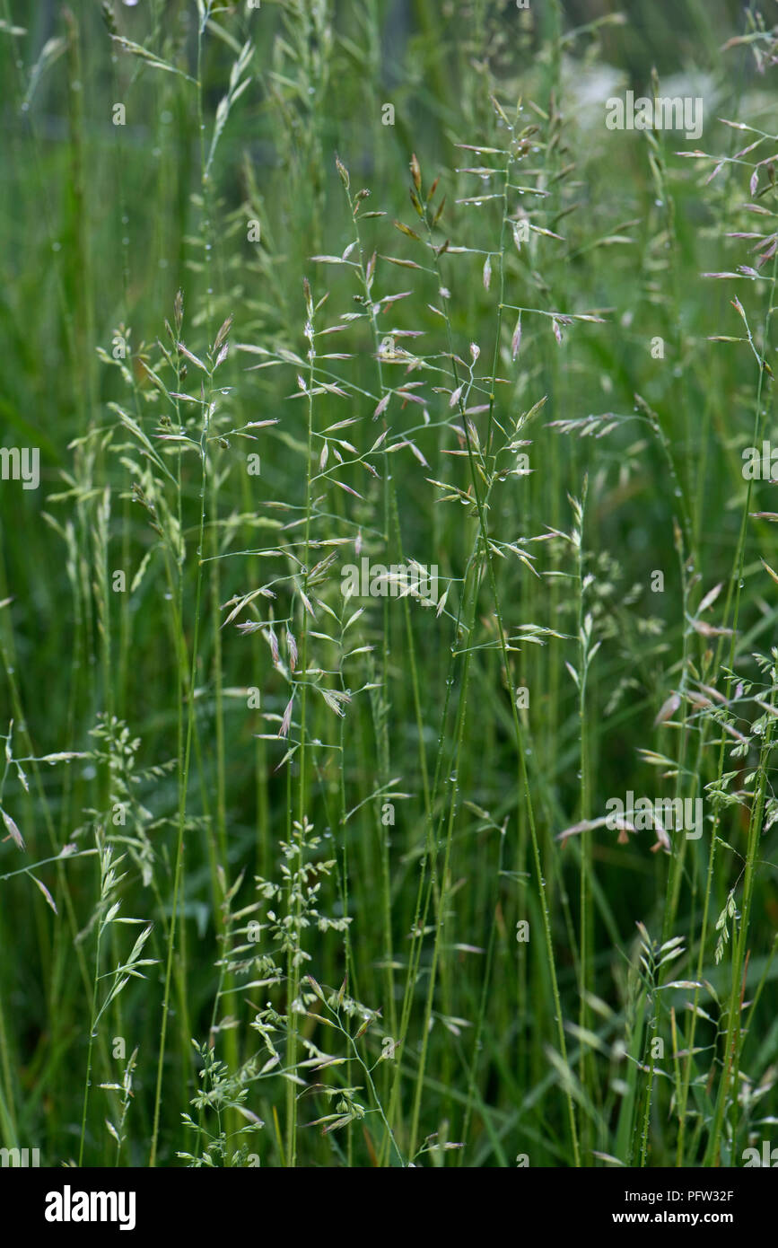 Meadow fescue, Festuca pratensis, flowering inflorescences wet after rain in pasture with other grasses, Berkshire, June Stock Photo