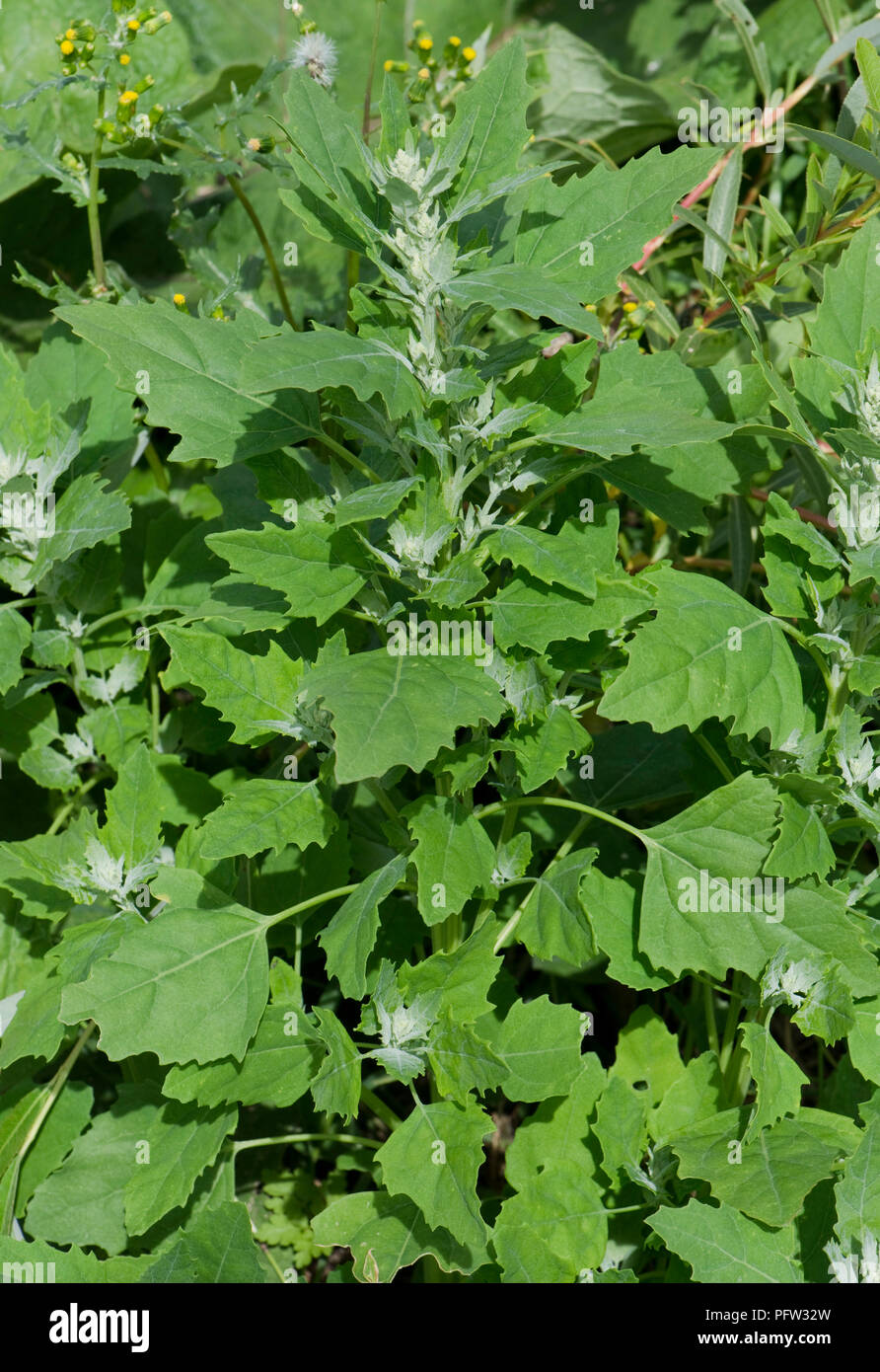 Fat hen or pigweed, Chenopodium album, plant at stem extension with early flower buds, Berkshire, June Stock Photo