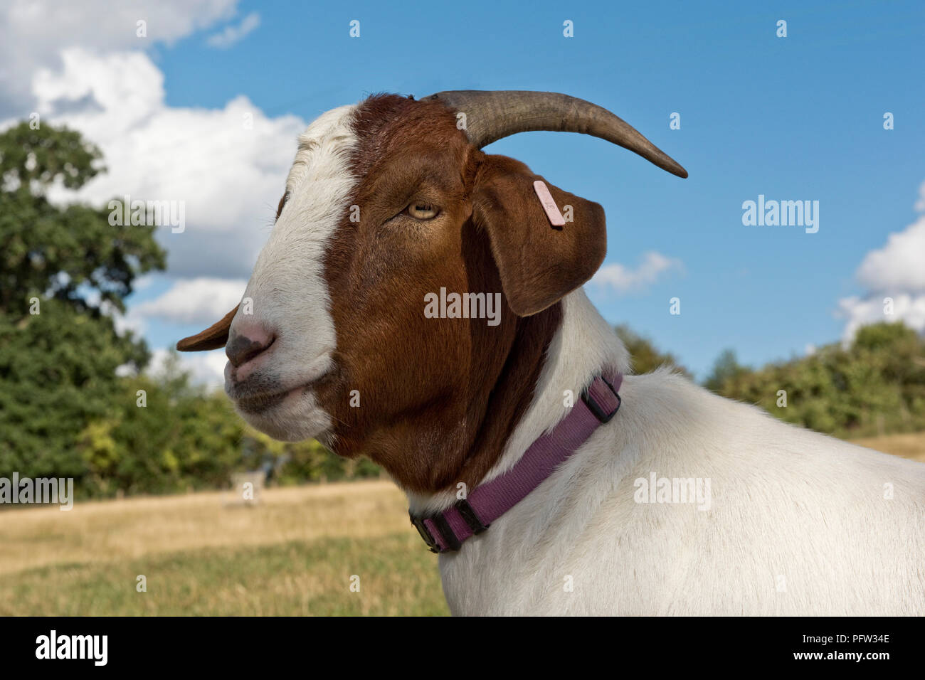 Head of a neutered 'wether' Boer goat pet with a purple collar and good horns, Berkshire, August Stock Photo
