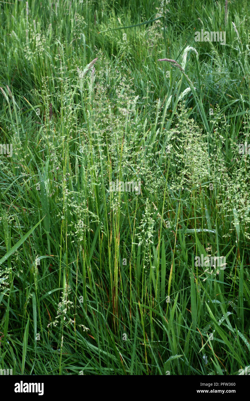 Smooth meadow-grass, Poa pratensis, flowering in a pasture, Berkshire, England, UK, May Stock Photo