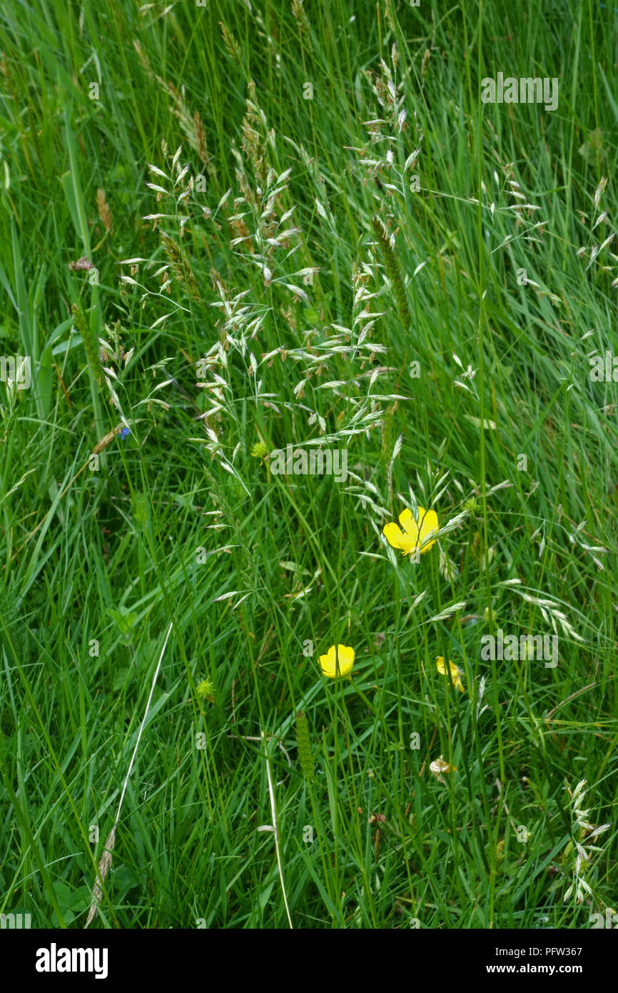 Sheep's fescue, Festuca ovina, flowering with other grasses and plants in meadow pasture, Berkshire, June Stock Photo